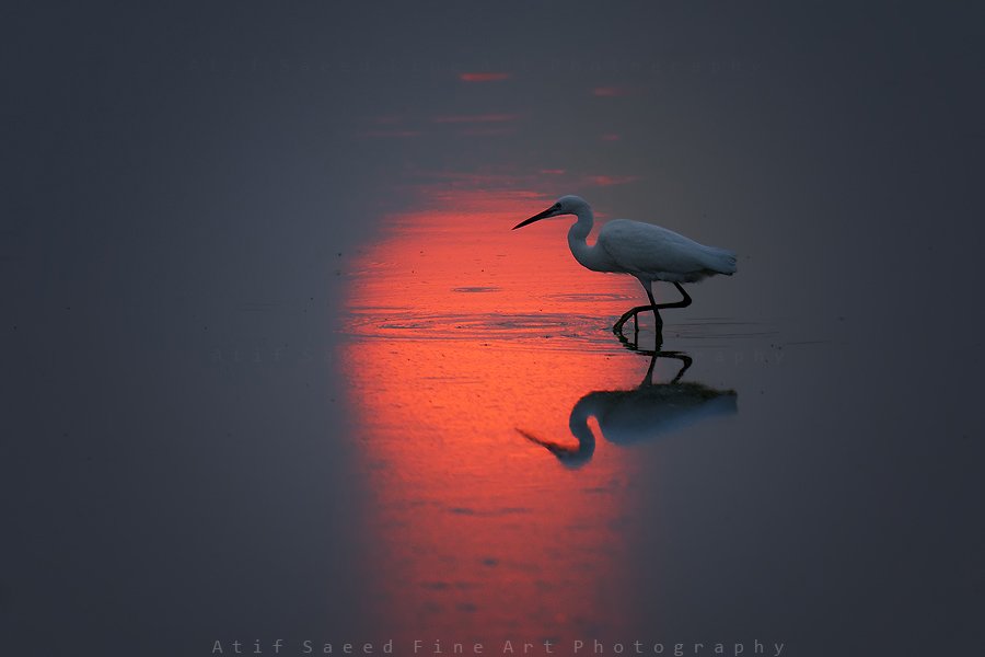 , M Atif Saeed