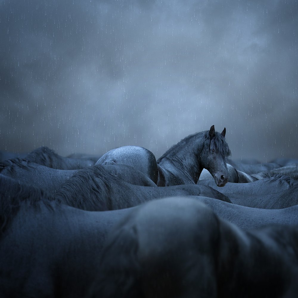 autumn, birds, black, clouds, dear, fog, ground, horse, leaf, man, manipulation, mounting, mystery, photoshop, psd, rain, sky, tree, tutorials, working, Caras Ionut