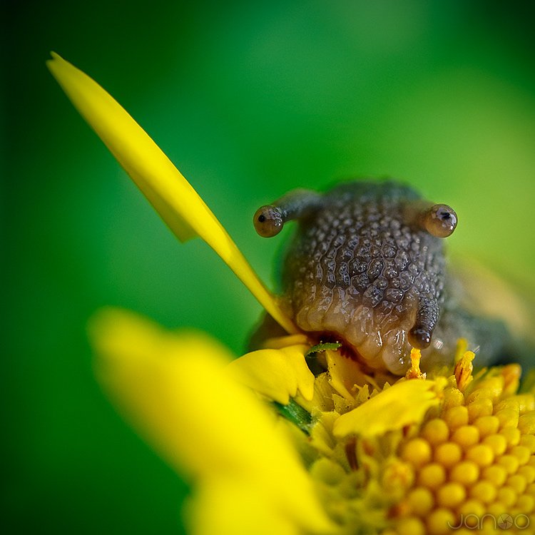 Close-up, Color, Flower, Macro, Makro, Snail, Janusz Cedrowicz