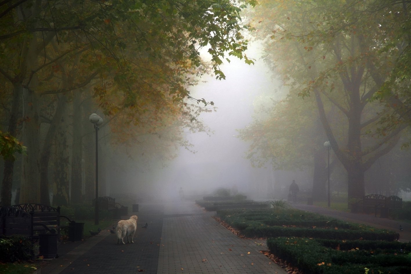 осень, туман, аллея, сквер, собака, Рита Гадар