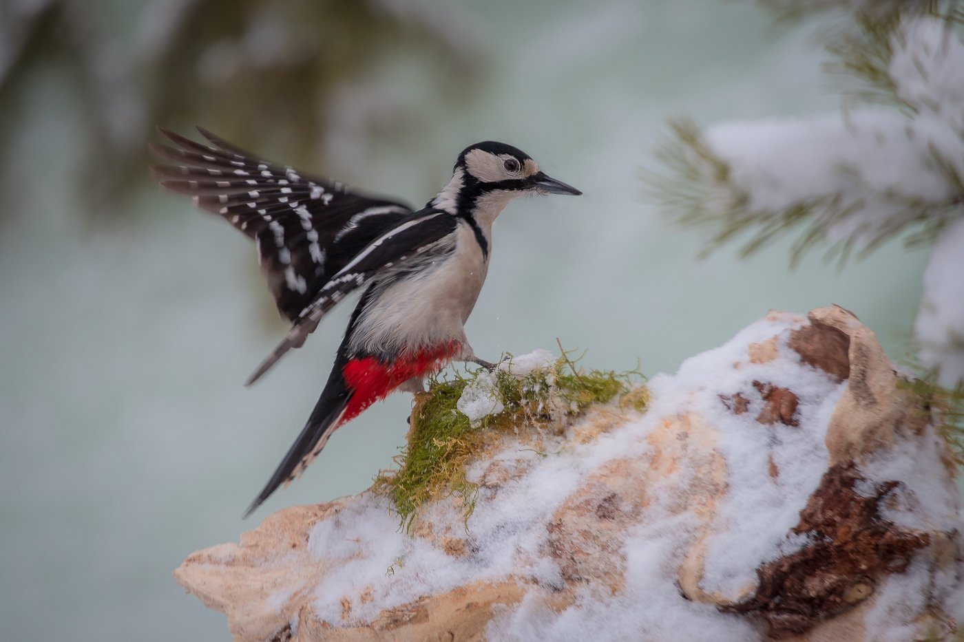 птицы, дятел, wildlife, birds, great spotted woodpecker, зима, Алексей Юденков