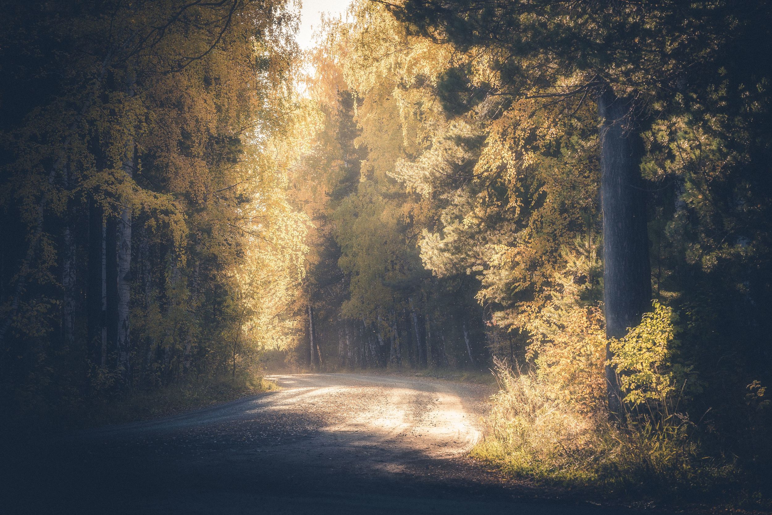 осень золото пейзаж урал свет лес, Даниил Силантьев