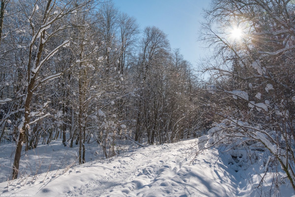 природа, зима, лес, пейзаж, Сипаева Катерина