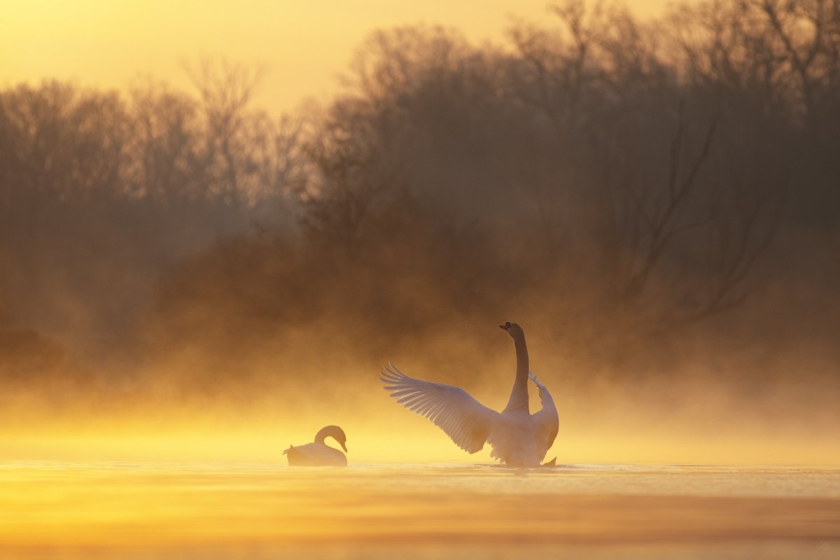mute swan, swans, widlife, nature, lake, лебедь-шипун, лебеди, дикая природа, природа, озеро, Wojciech Grzanka