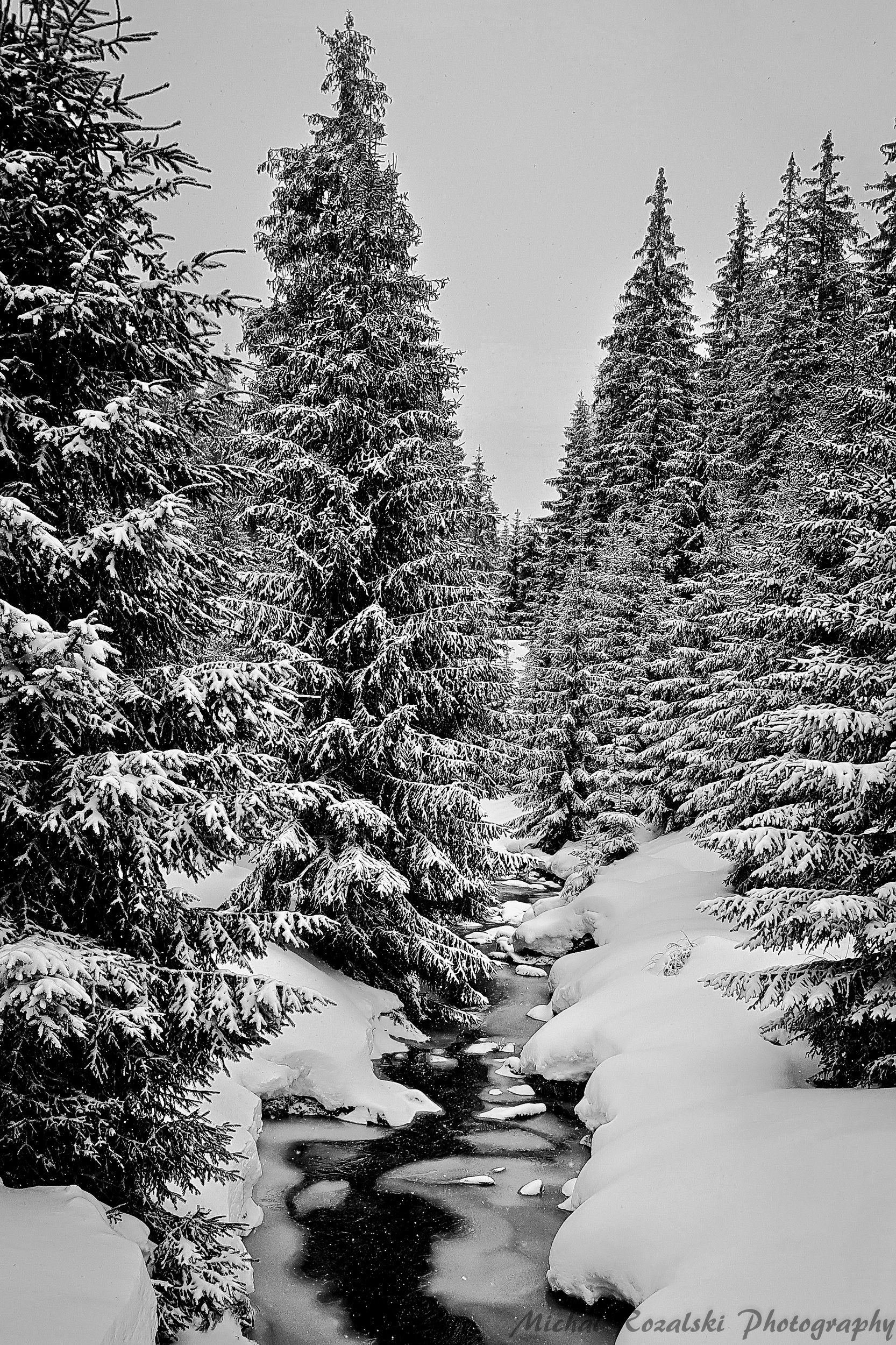 winter, ,season, ,blackandwhite, ,snow, ,landscape, ,trees, ,stream, ,photography, Michal Rozalski
