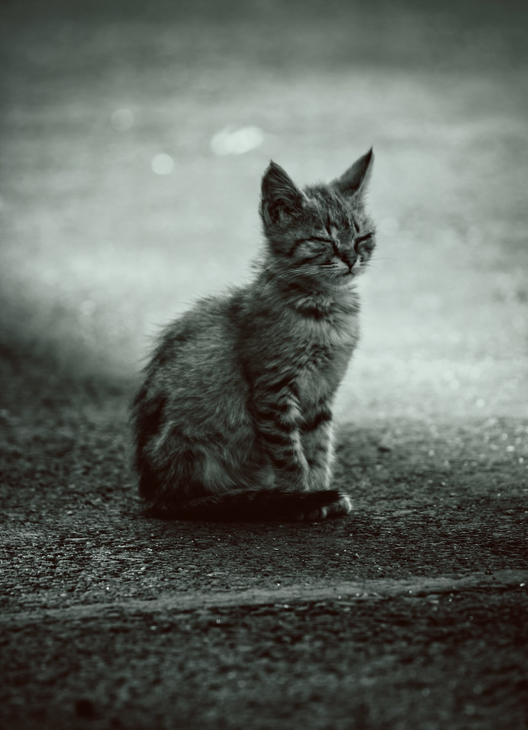 кот, коты, котёнок, кошка, кошки, медитация, Vladimir Kedrov