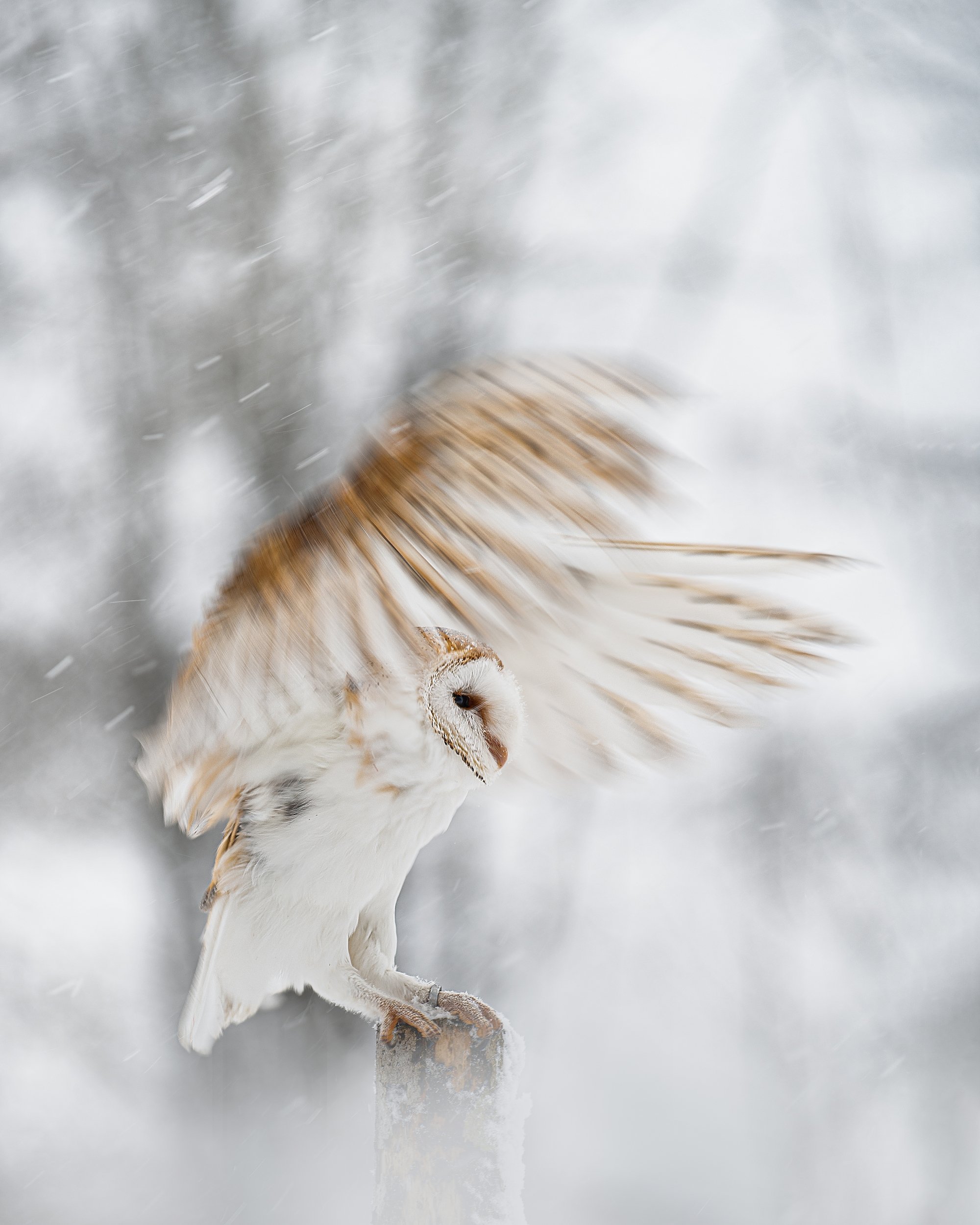 barn owl, bird, owl, snowfall, winter, wings, fly, Michaela Firešová