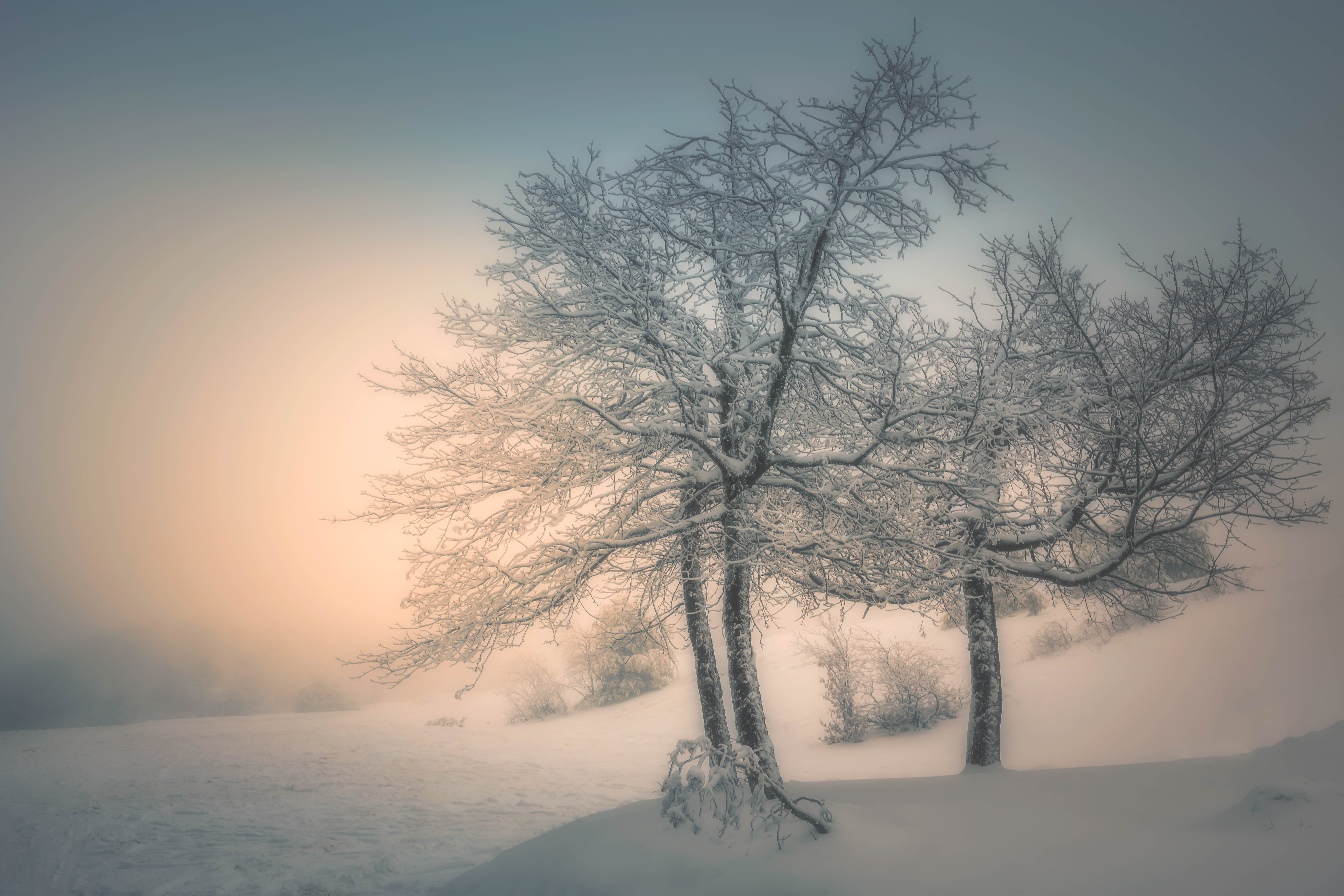 #landscape#nature#winter#fog#snow#sunrise#dream, Dimo Hristev