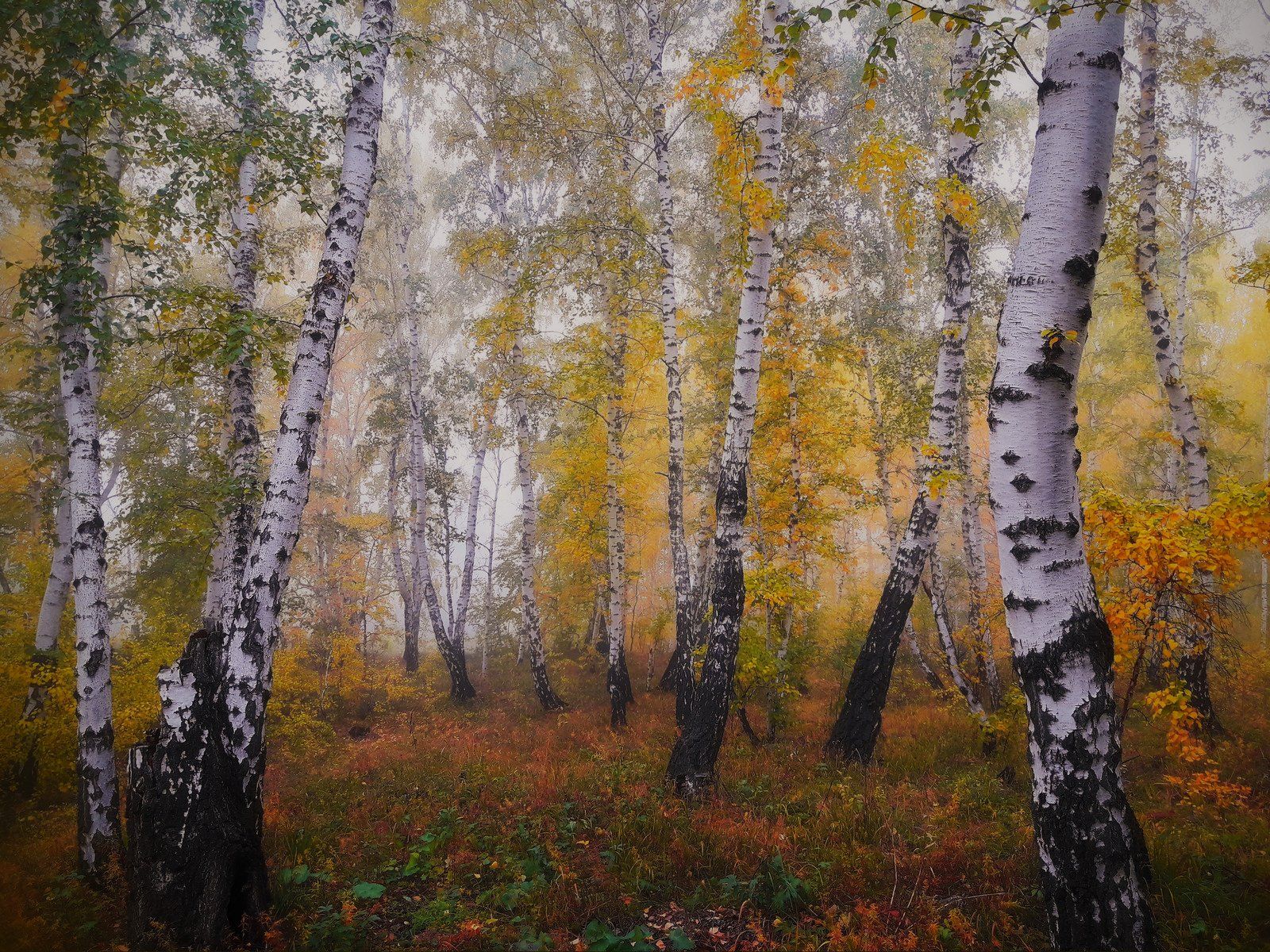 пейзаж,туман,сентябрь,лес, Инаида