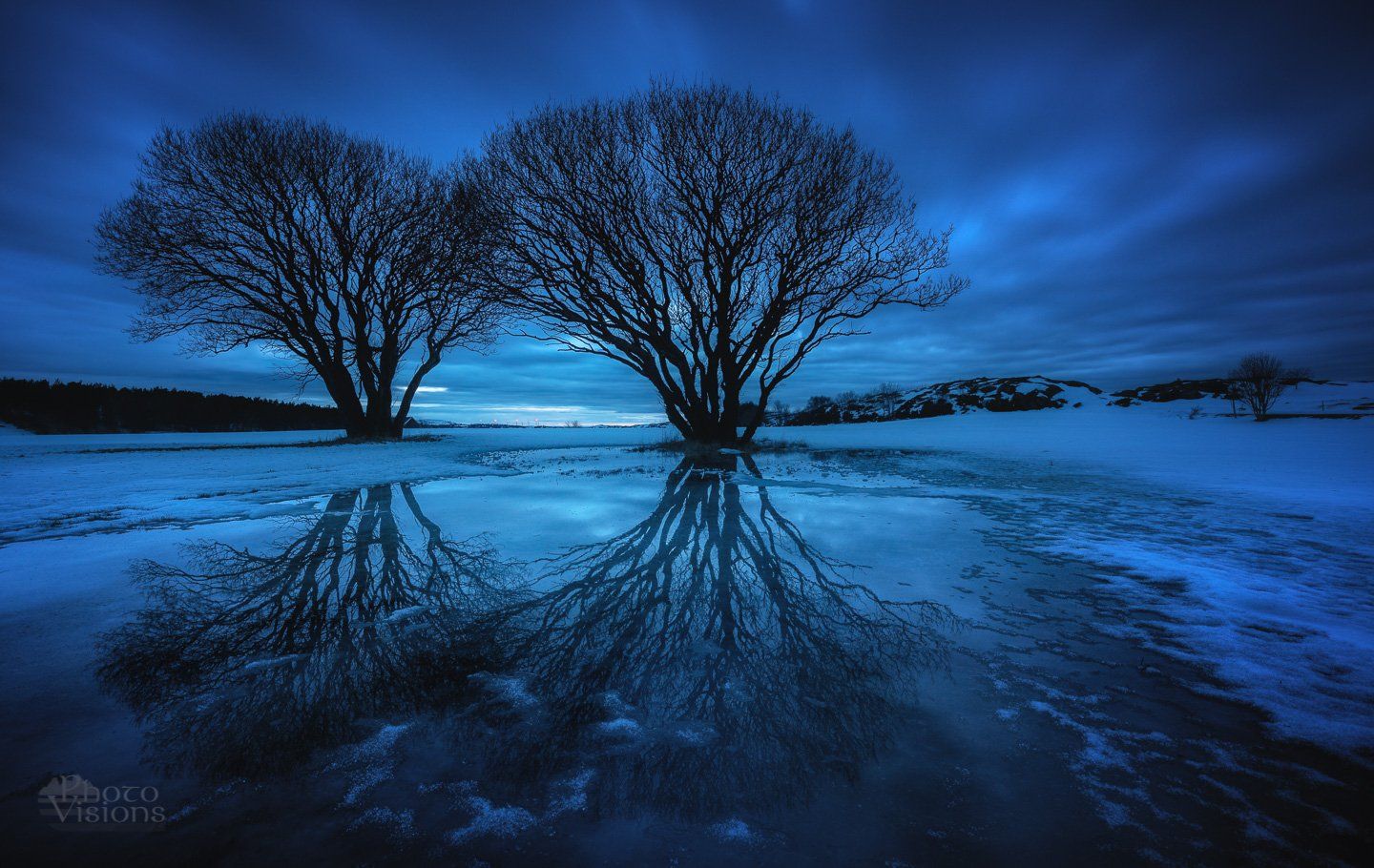 trees,night,norway,tree,blue hour,evening,, Adrian Szatewicz