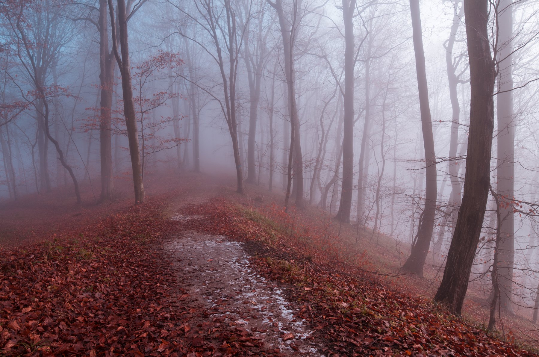 forest, snow, autumn, tree, pine, mountain,,  Mirek Pruchnicki