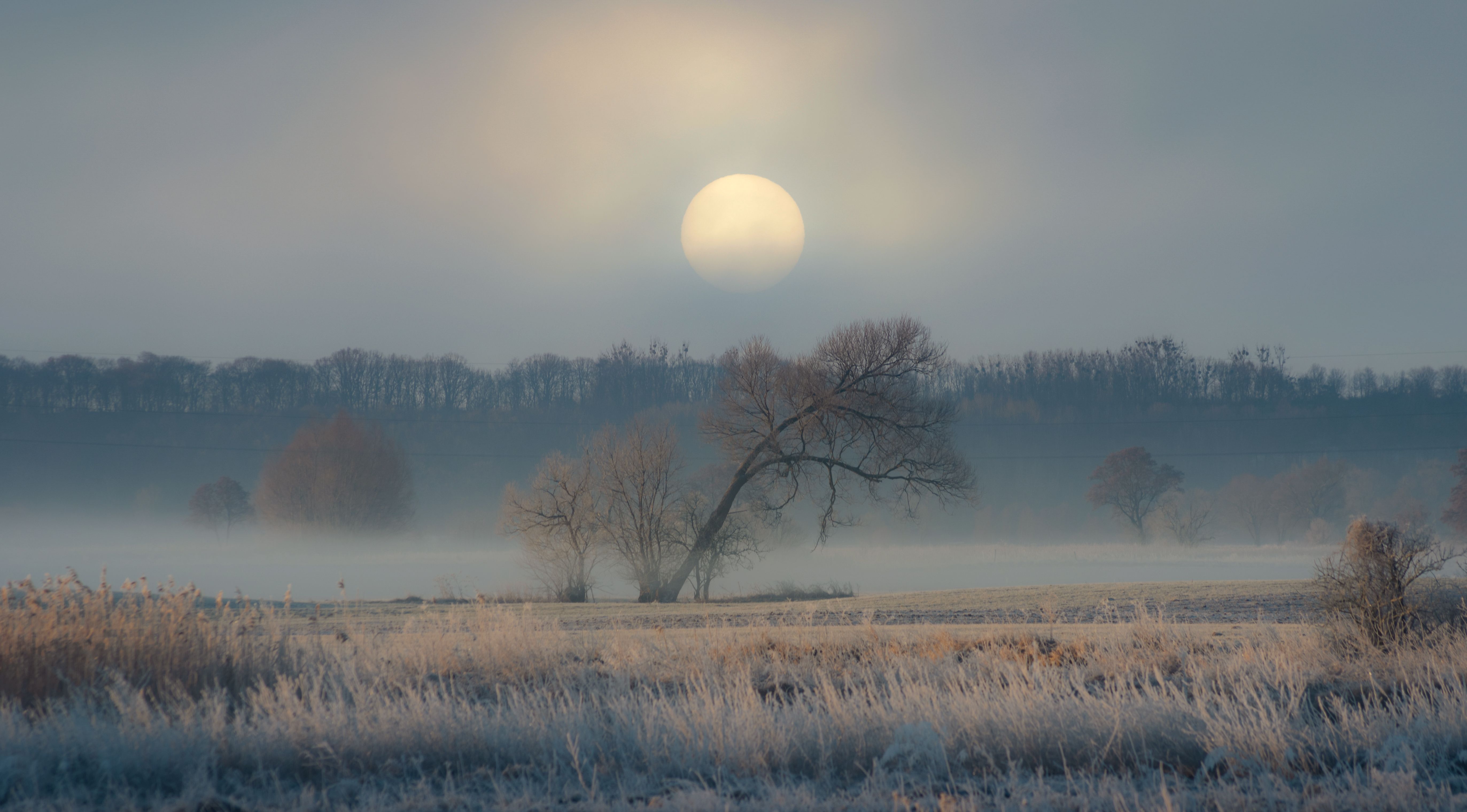 Tree  Nature  Fog  Landscape - Scenery  Agricultural Field  Sky  Scenics - Nature  Winter  Sun  Nikon  Forest  Light, Krzysztof Tollas