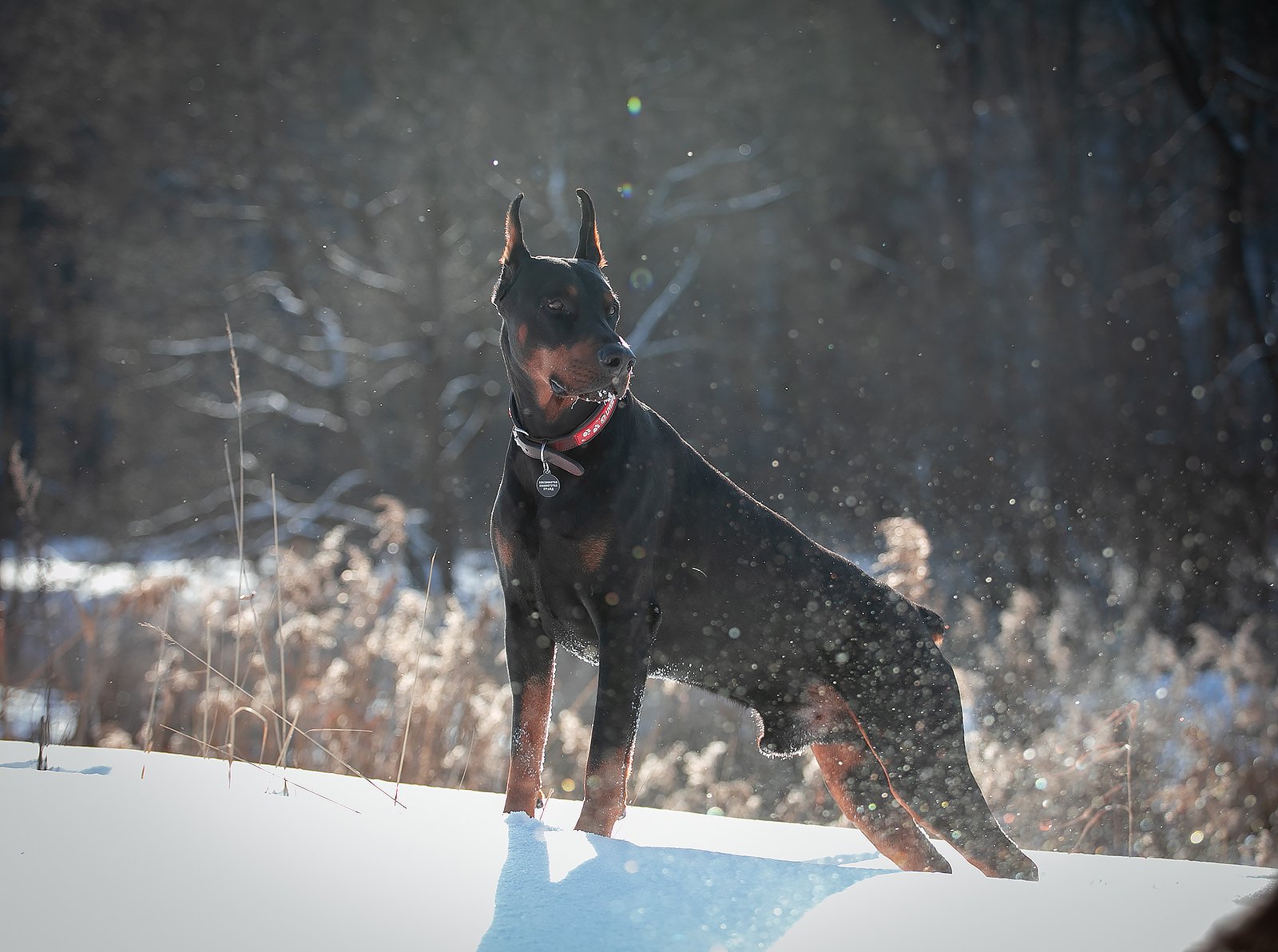 doberman, Юлия Болдинова