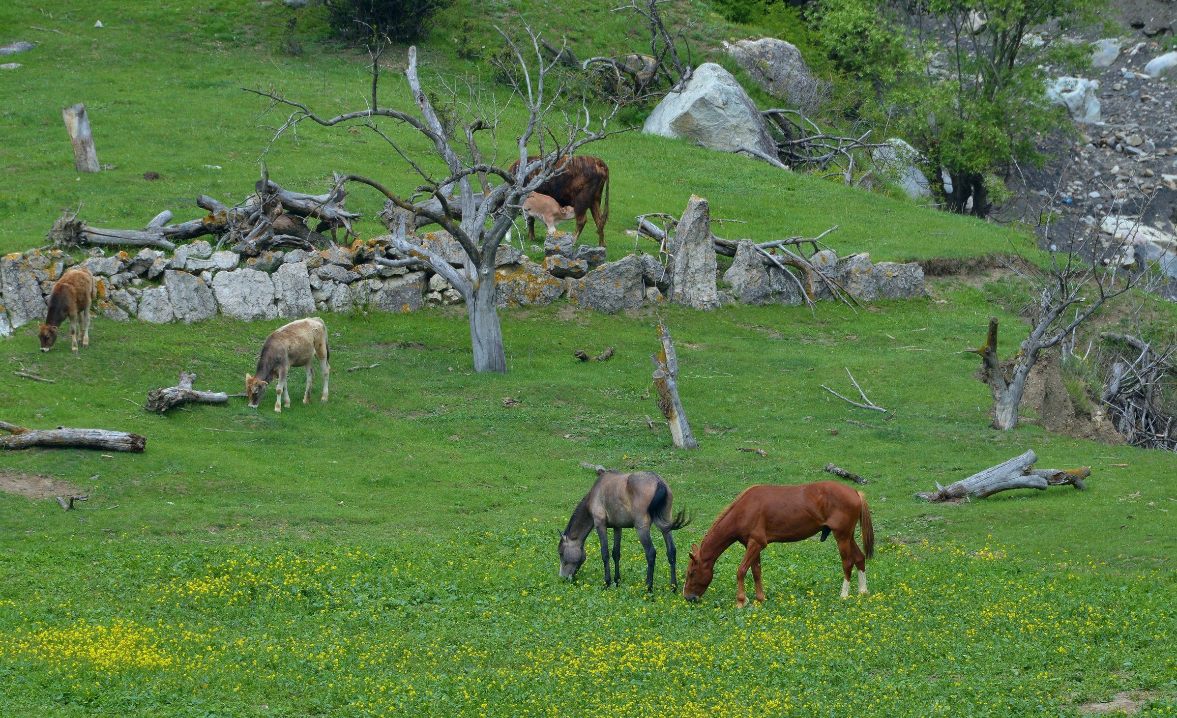 Кабардино-Балкария, горы, весна , лошади, Верхняя Балкария,, ivan