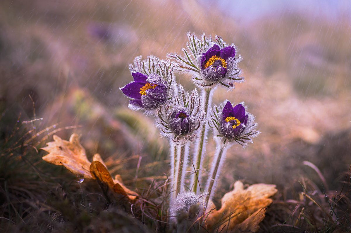 macro nature close-up wildflower scenery spring, Александър Александров