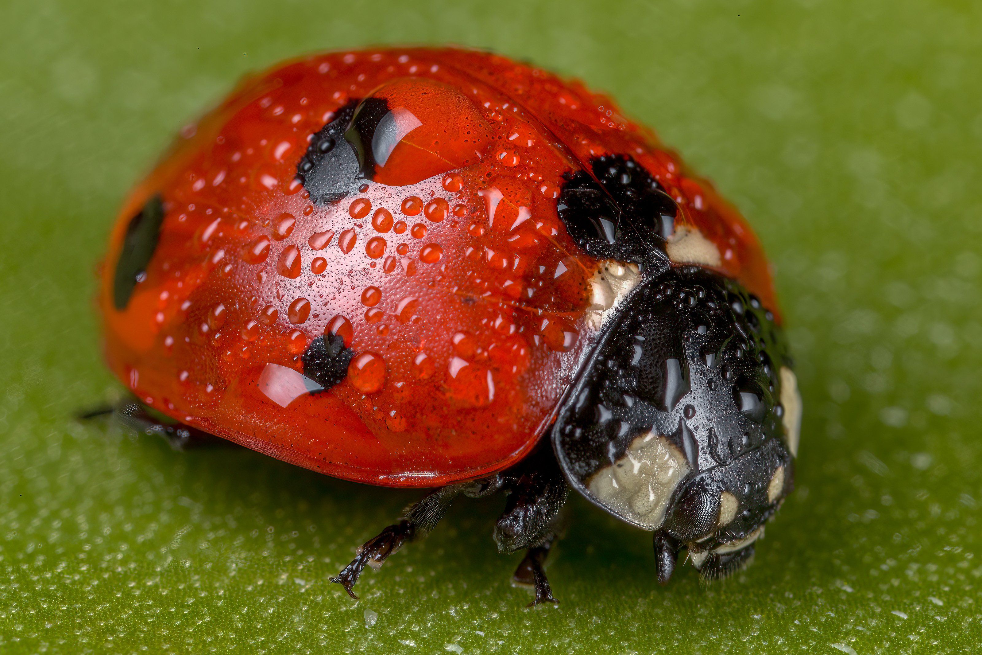#macro, #waterdrop, #beetle, #ladybird, Arab Abolfazl
