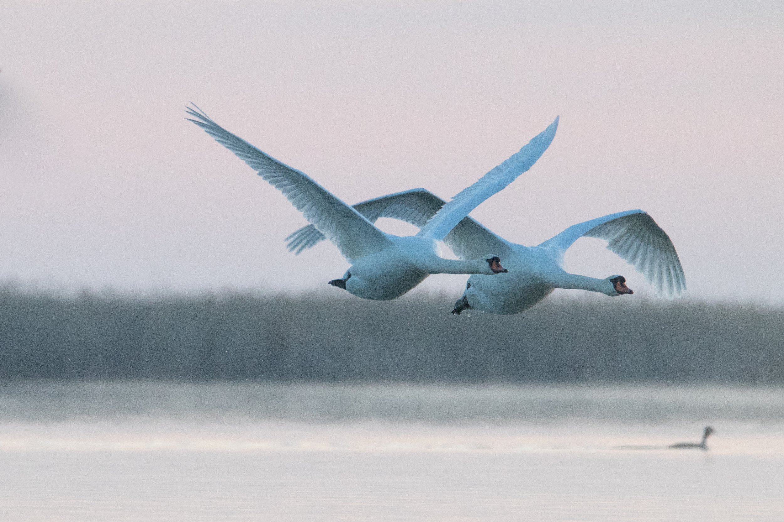 100 000 изображений по запросу Лебеди доступны в рамках роялти-фри лицензии