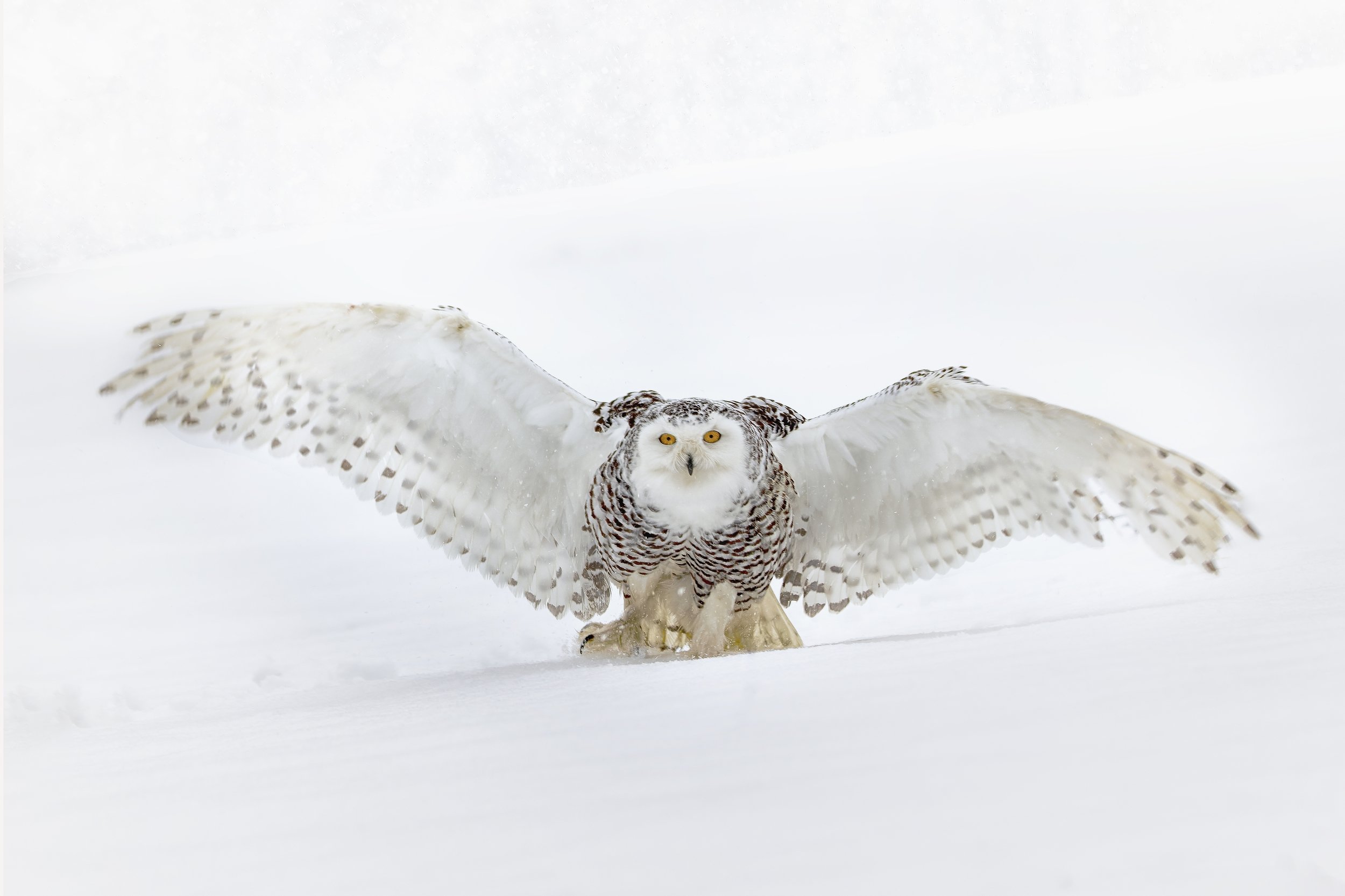 snowy owl, snow, winter, white, Michaela Firešová