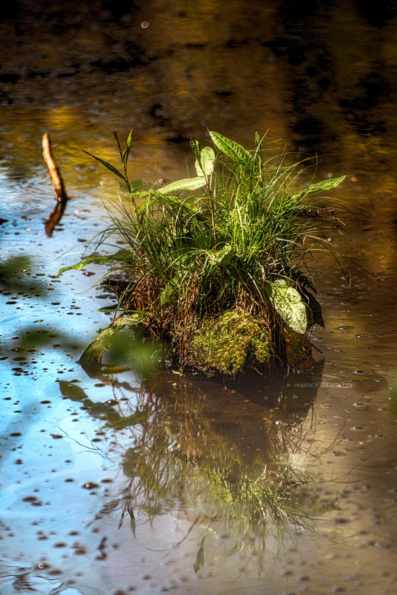 болото кочка природа трава солнце листья вода отражение, Андрей Володин
