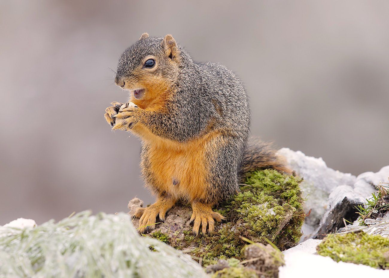 белка, squirrel, лисья белка, fox squirrel, животные,animals, cнег,  дикие животные, животные в снег, зима, Elizabeth Etkind