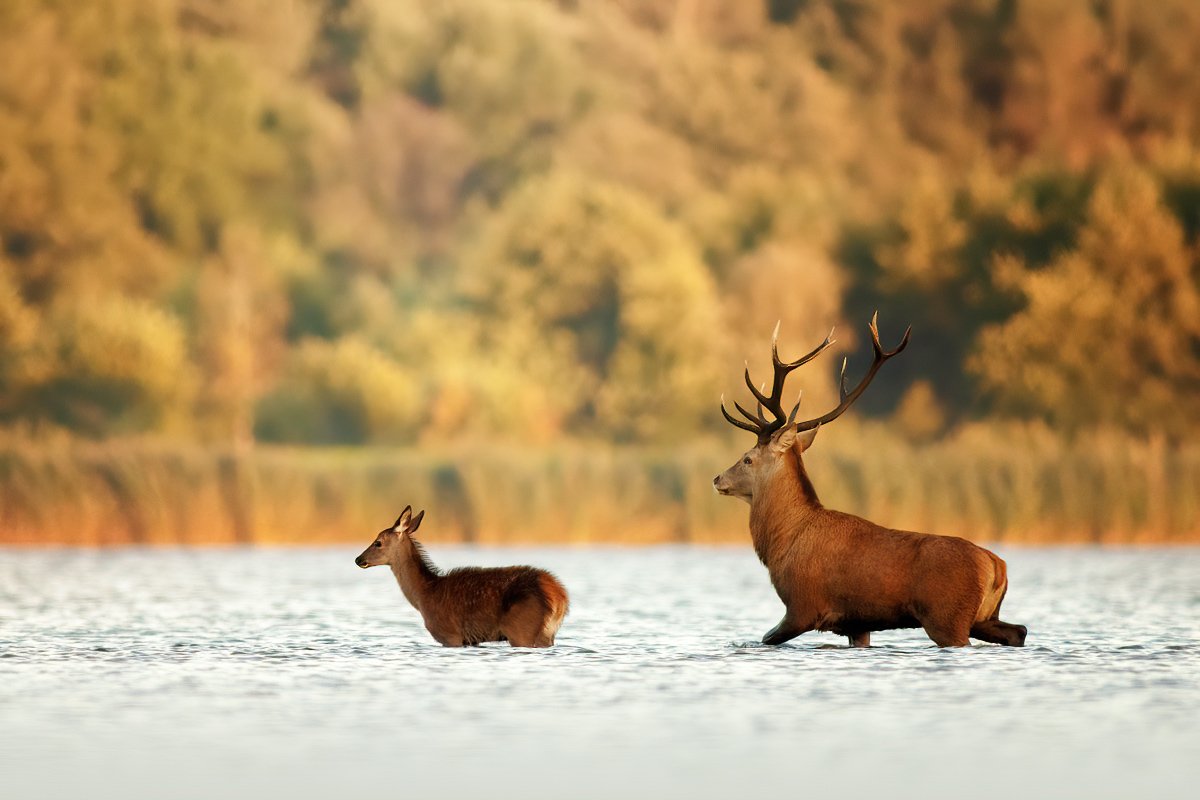 red deer, deer, deers, lake, wildlife, благородный олень, олень, олени, озеро, дикая природа, Wojciech Grzanka
