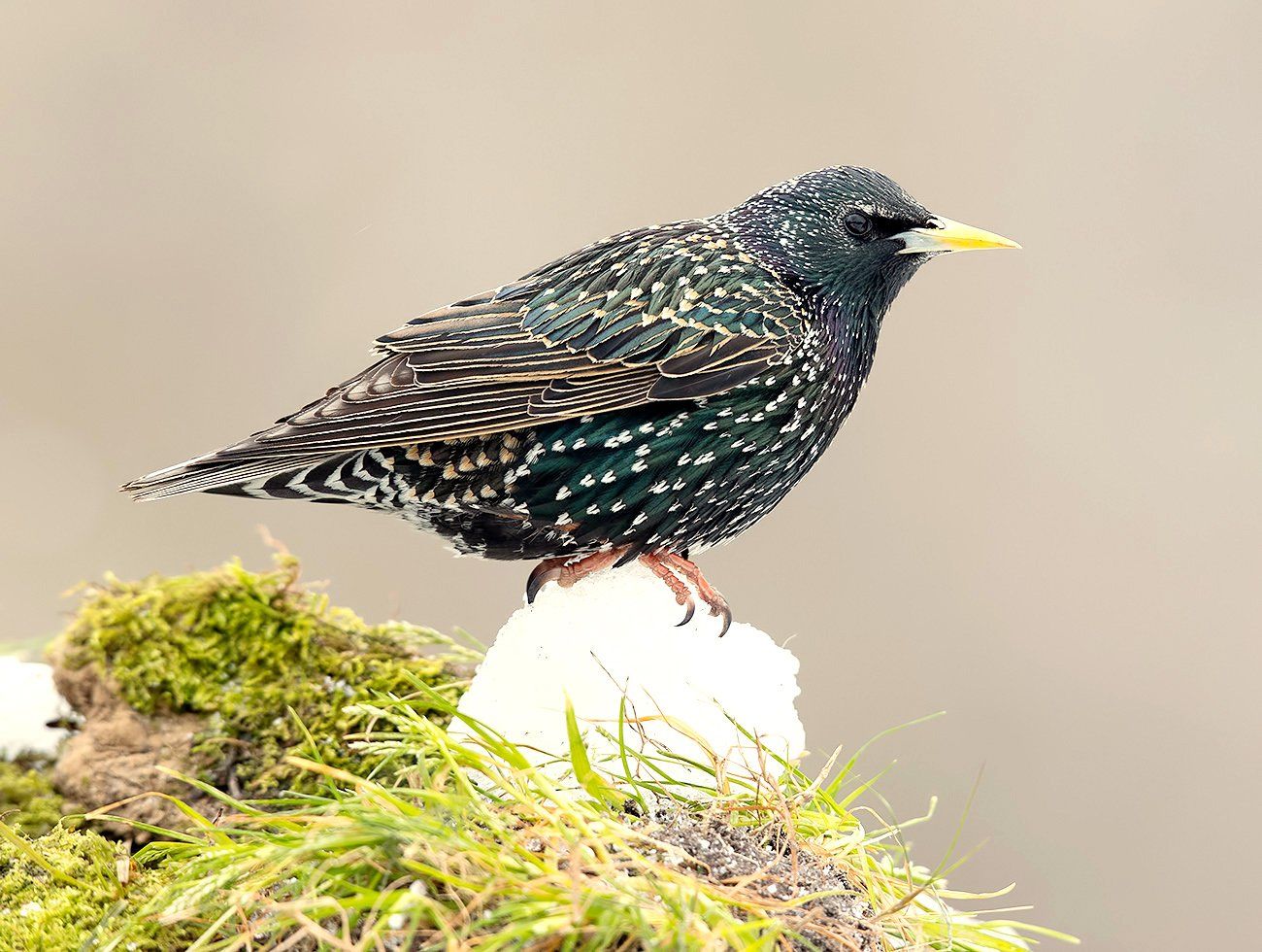 cкворец, european starling,  starling,зима, Elizabeth Etkind