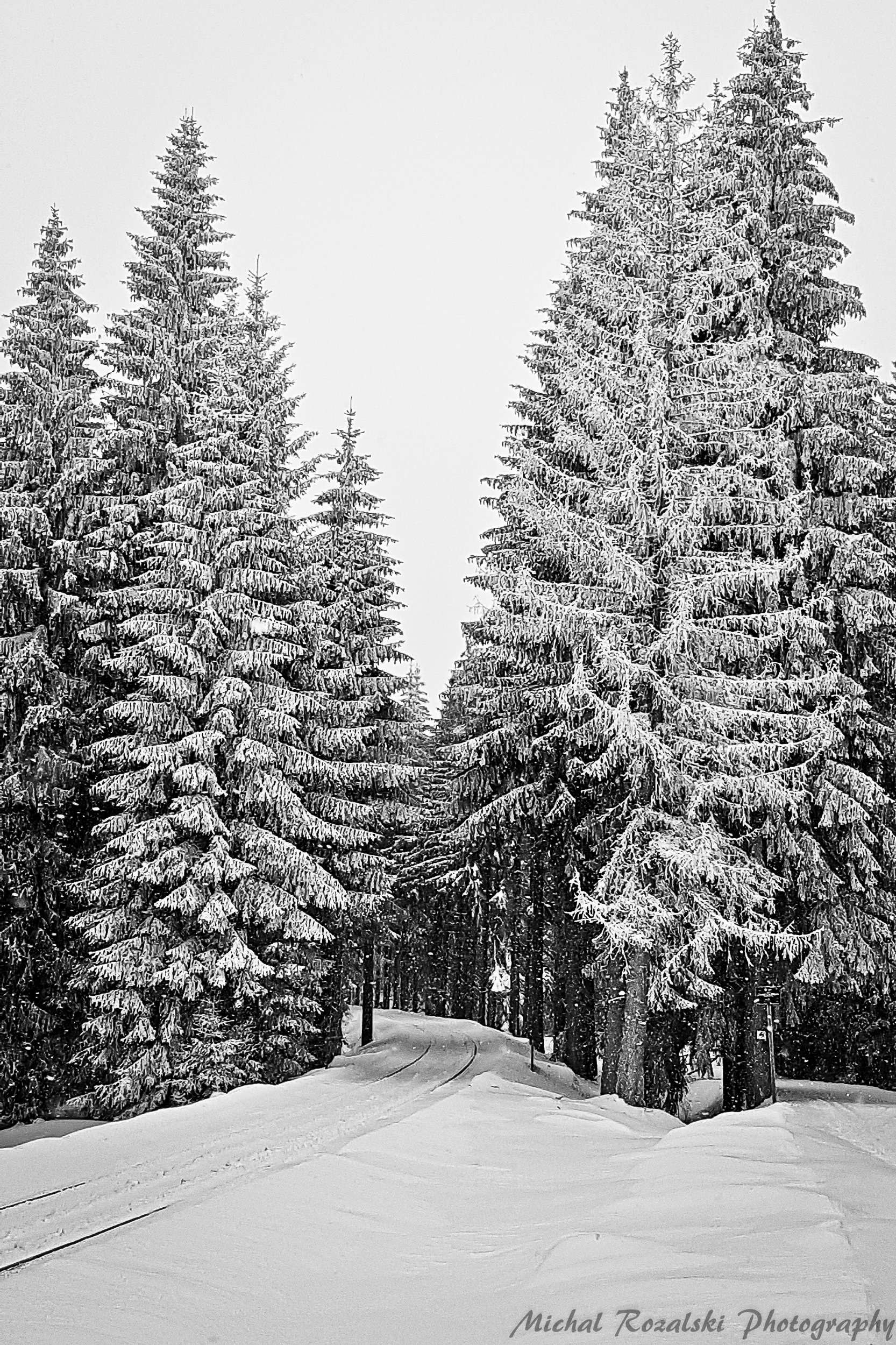 winter, ,season, ,blackandwhite, ,snow, ,landscape, ,trees, ,photography, ,sketching, ,spruce, Michal Rozalski