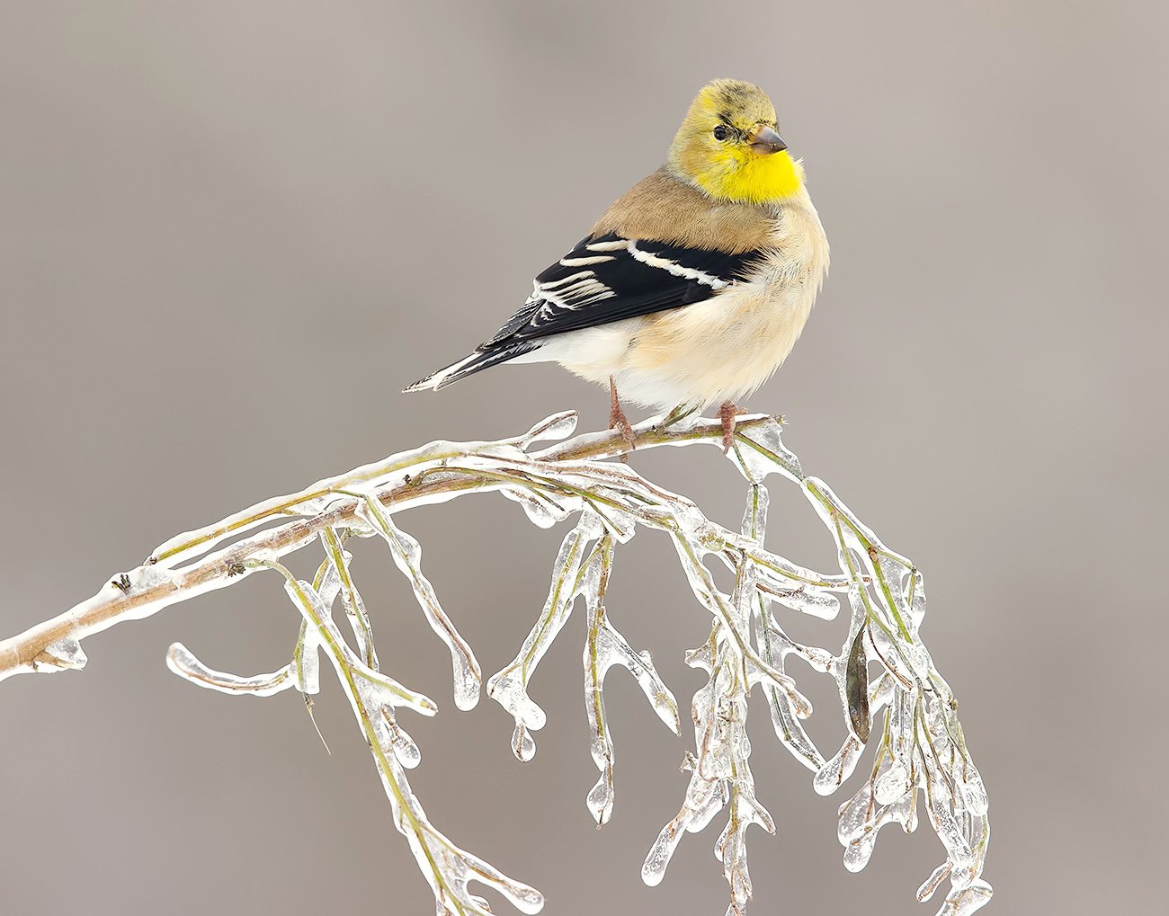 american goldfinch, американский чиж, чиж, cнег, зима, Elizabeth Etkind