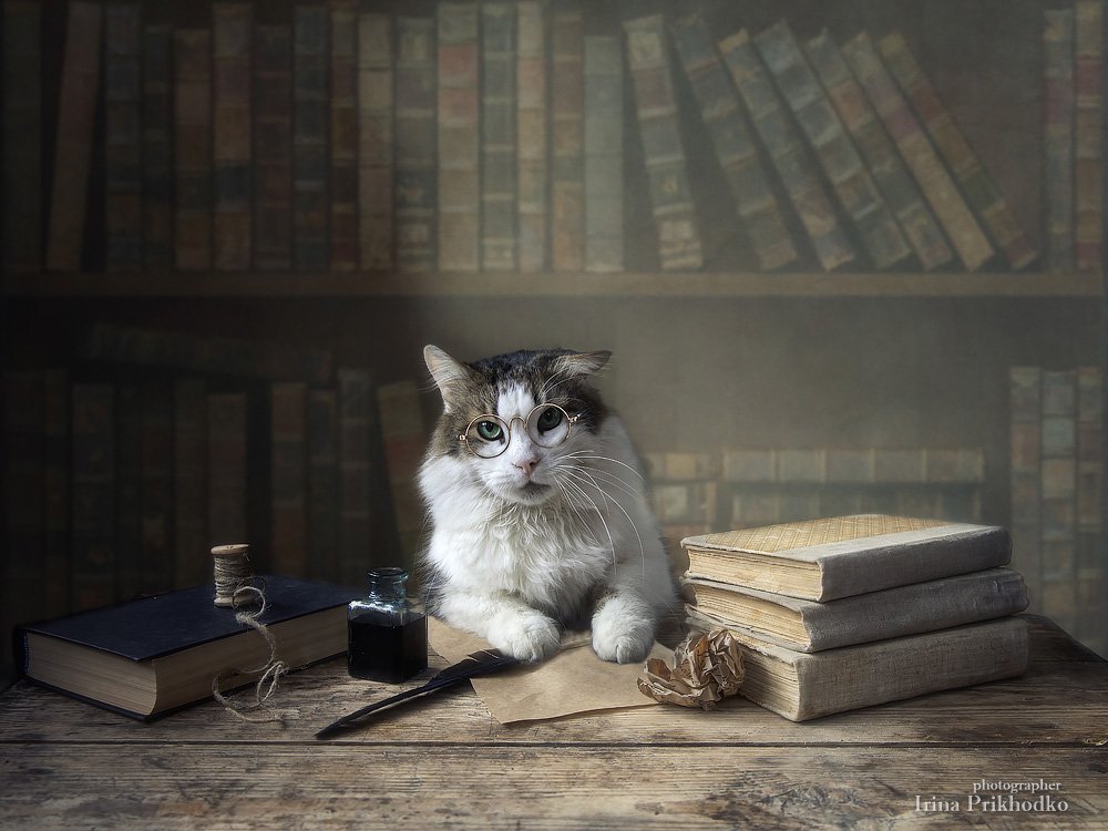 постановочная фотография, кот Лёва, книги, домашние животные, Ирина Приходько