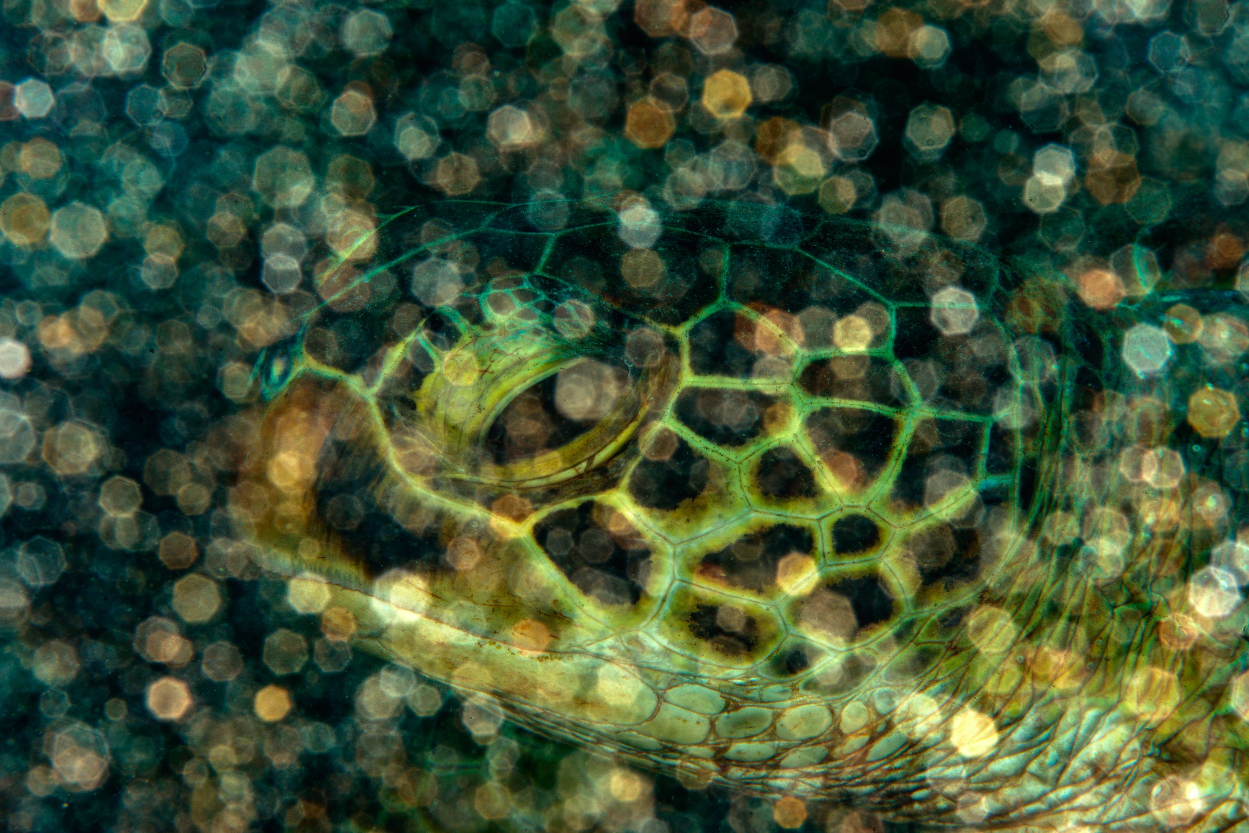 черепаха, подводный мир, портрет , Евгения Кирпиченкова (Клипп)