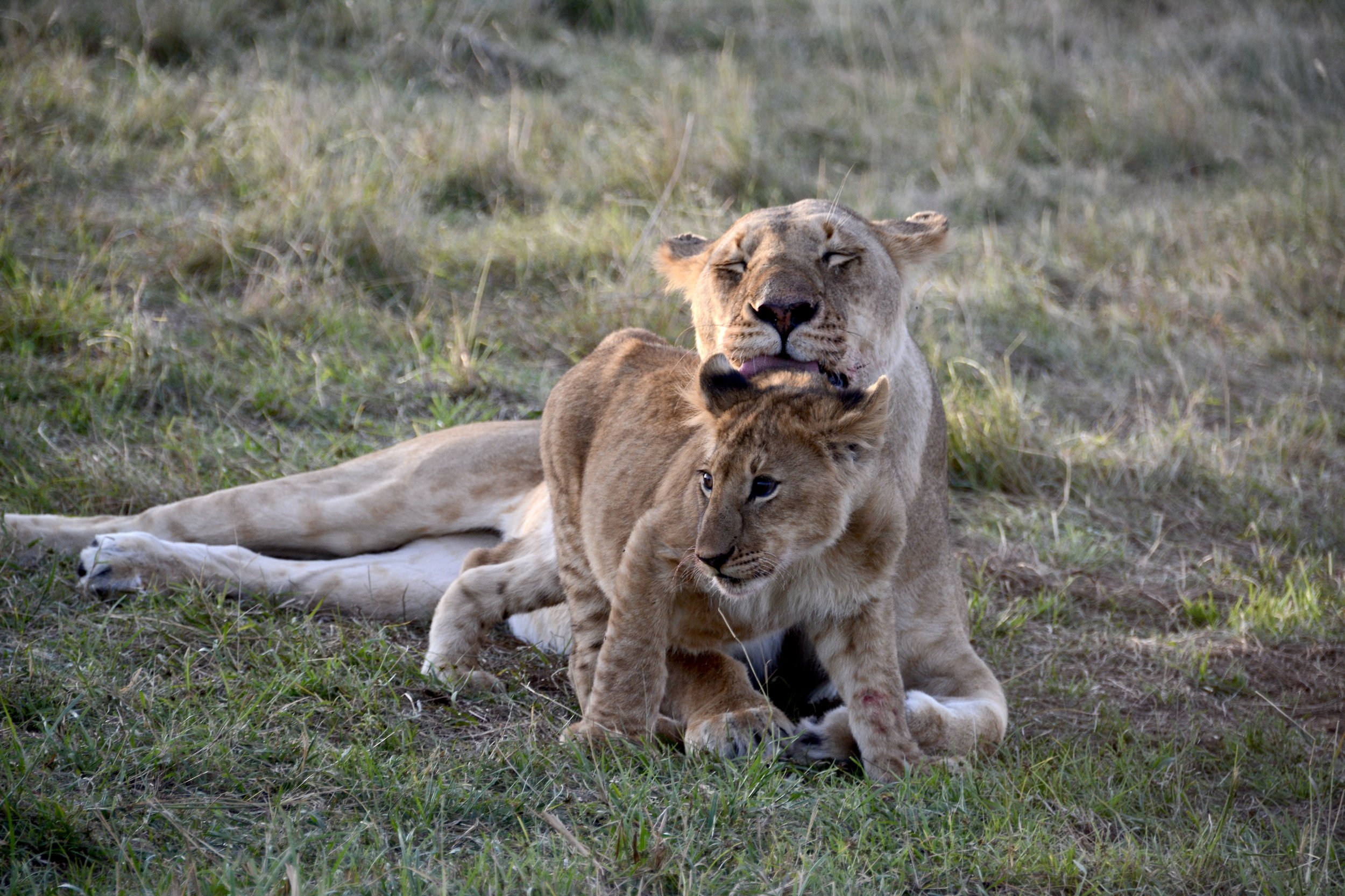 Animals, lion, big cat, wild life, fauna, Africa, Kenya, light, Masai Mara, national park, washing, , Svetlana Povarova Ree