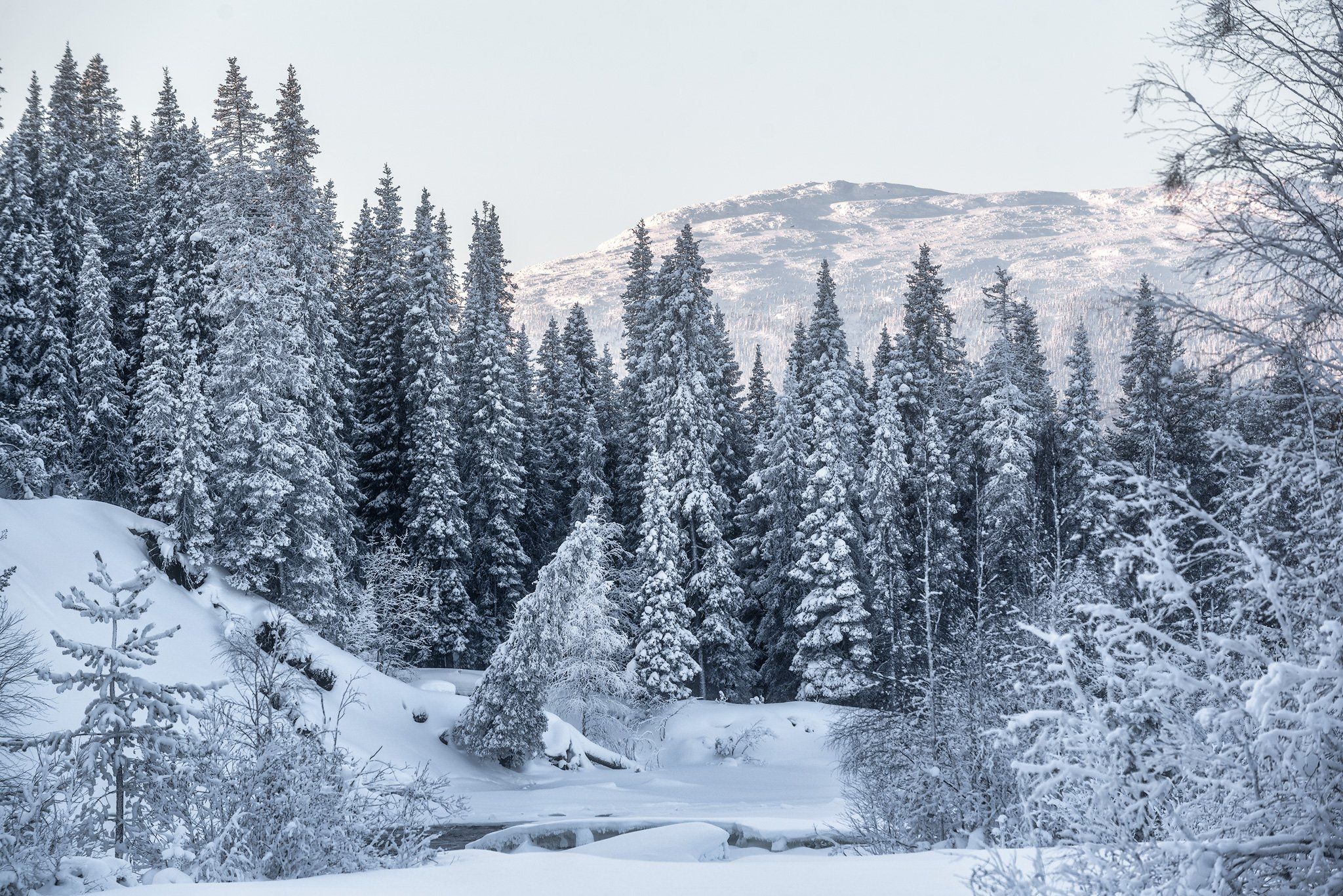 колвица, зимний пейзаж, заснеженный лес, Андрей Баскевич