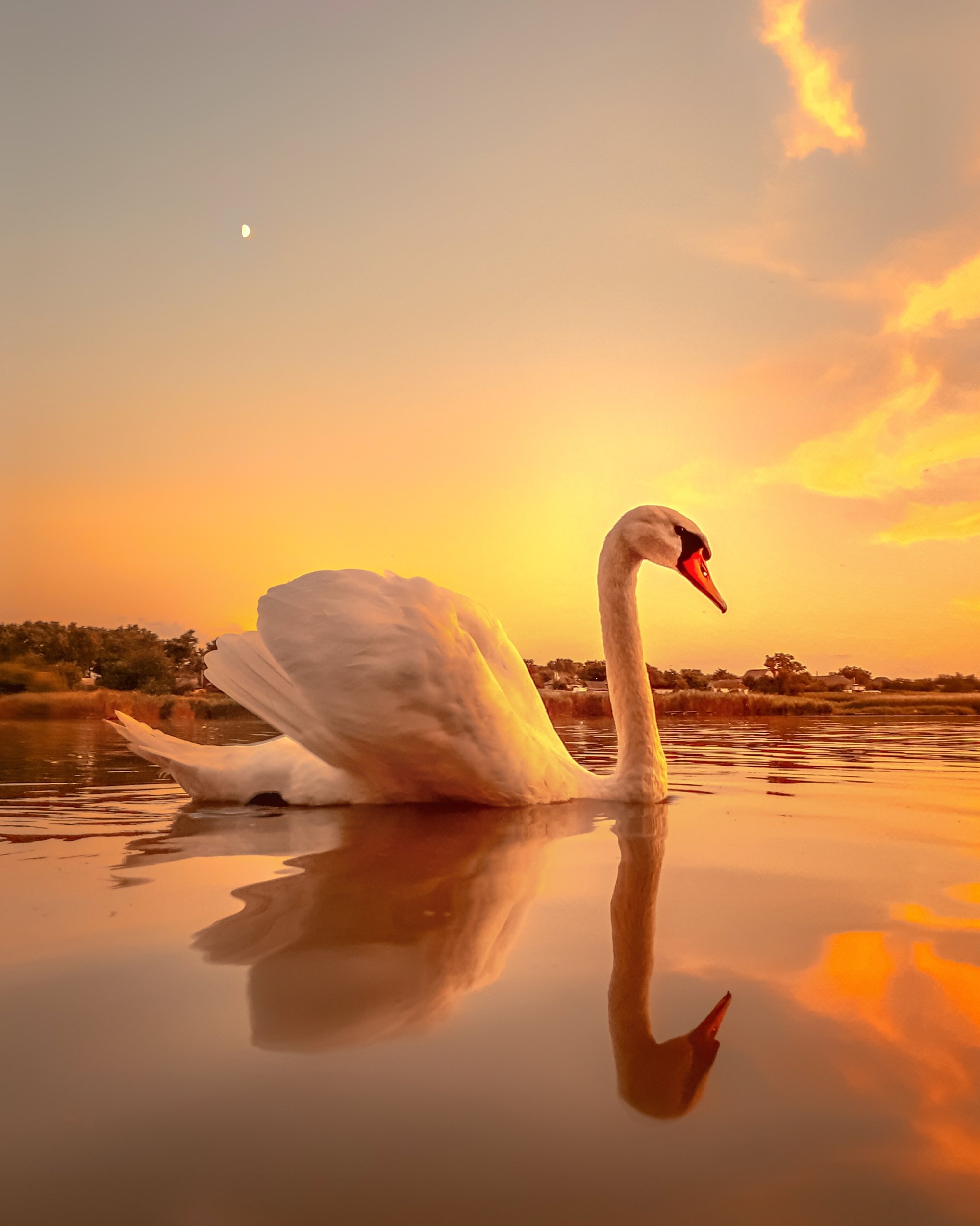 swan, swans, sunset, birds, princess, mobilephoto, лебедь, лебеди, закат, птицы, мобильнаяфотография, motorola, Сергей Колос