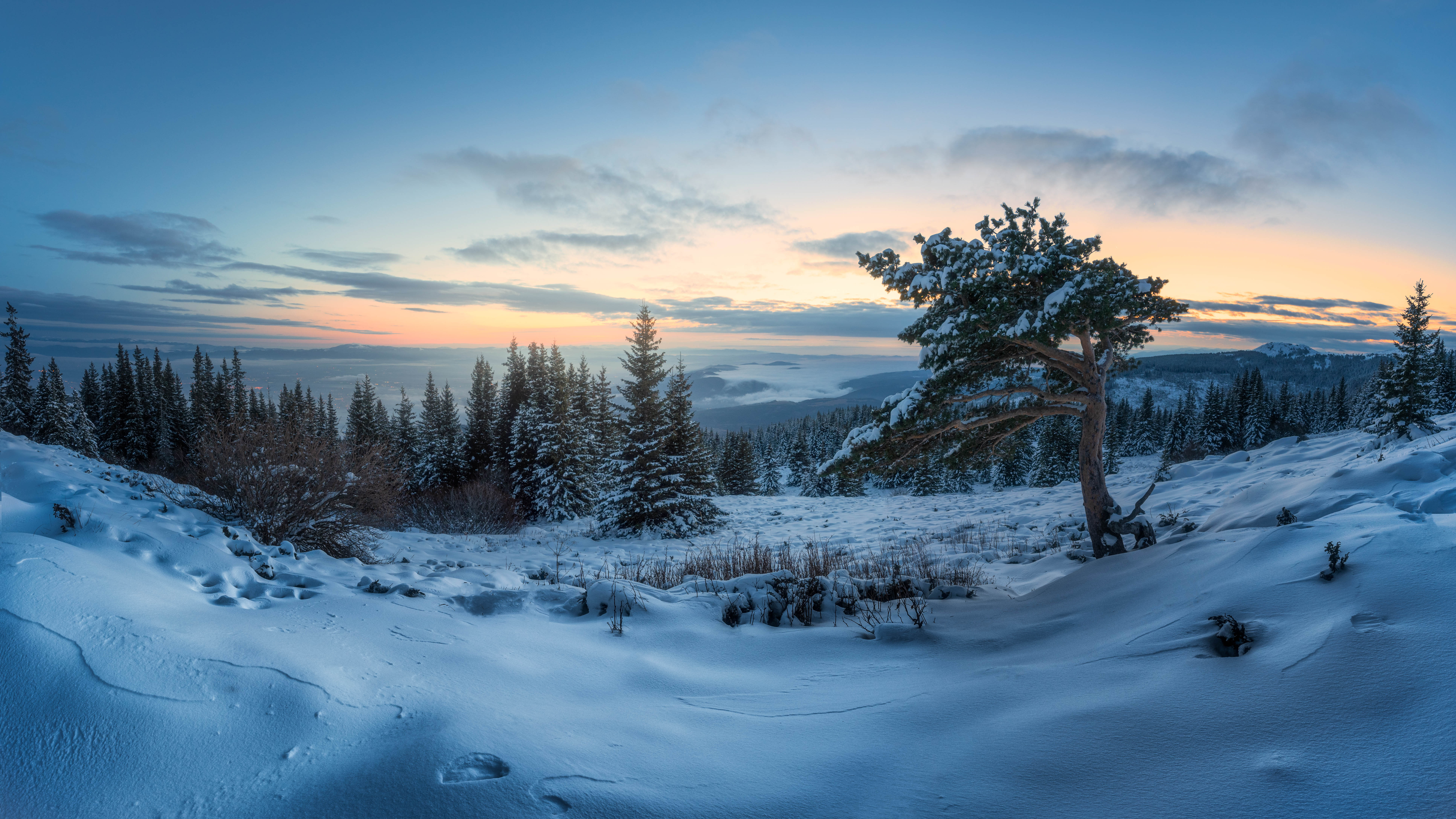 #landscape#nature#winter#tree#snow#sunrise, Dimo Hristev