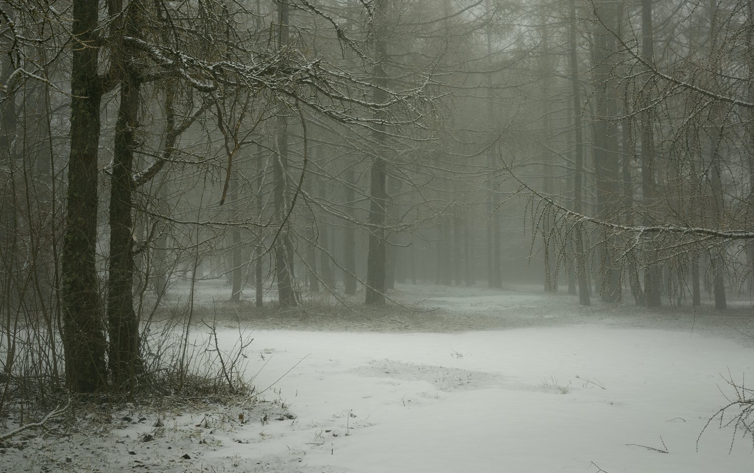 зима туман лес утро, Александр Жарников