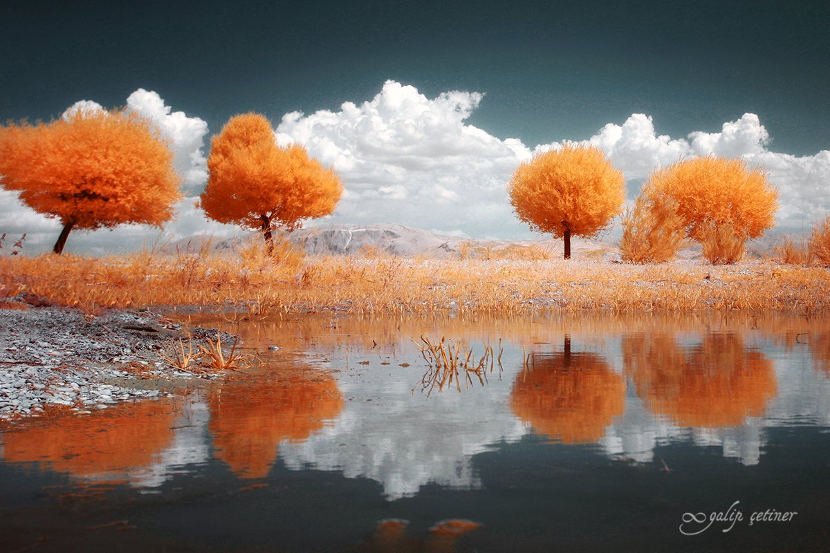 landscape, tree, trees, infrared, cloud, Galip Çetiner