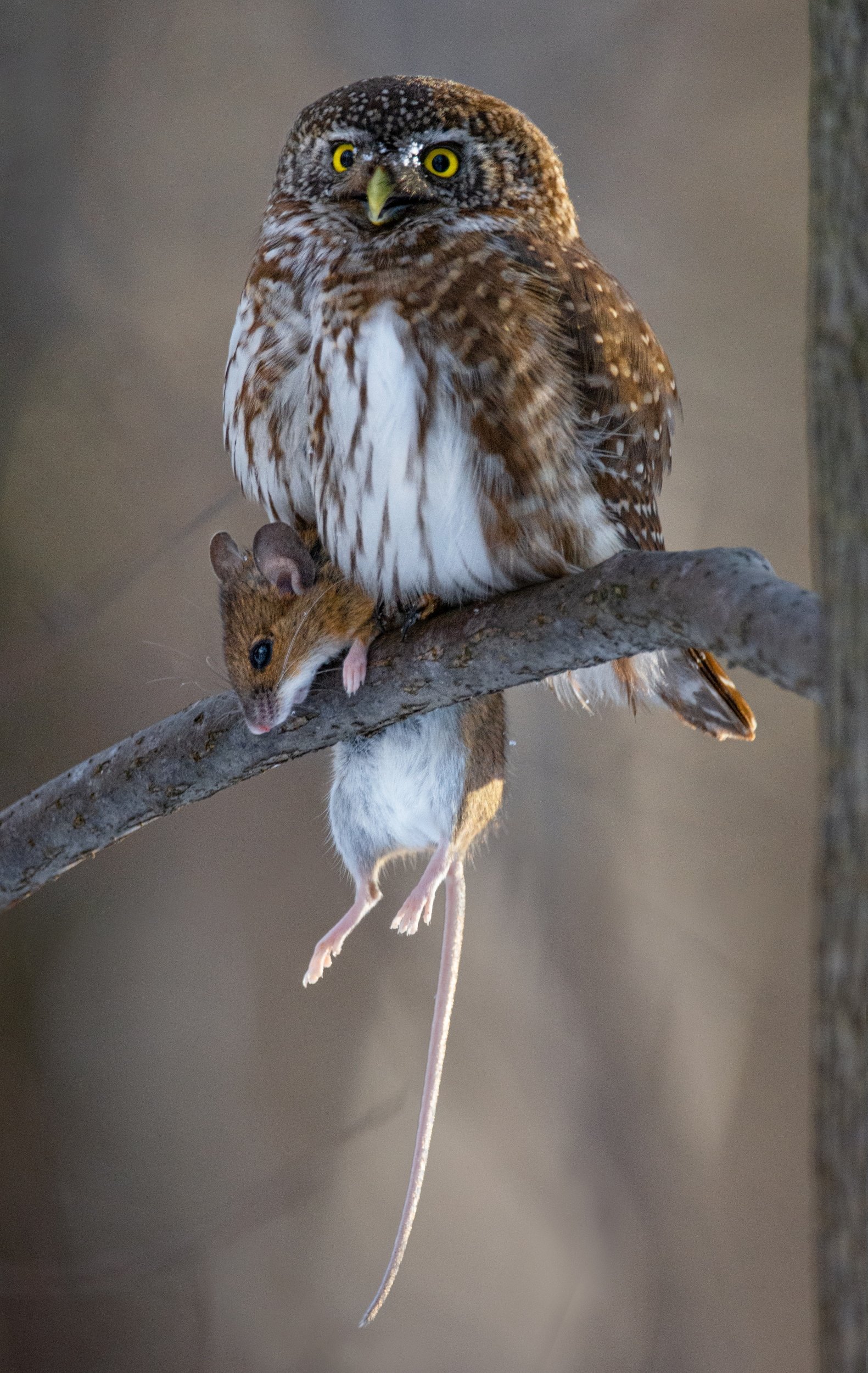 воробьиный сыч, glaucidium passerinum, Татьяна Ливеровская