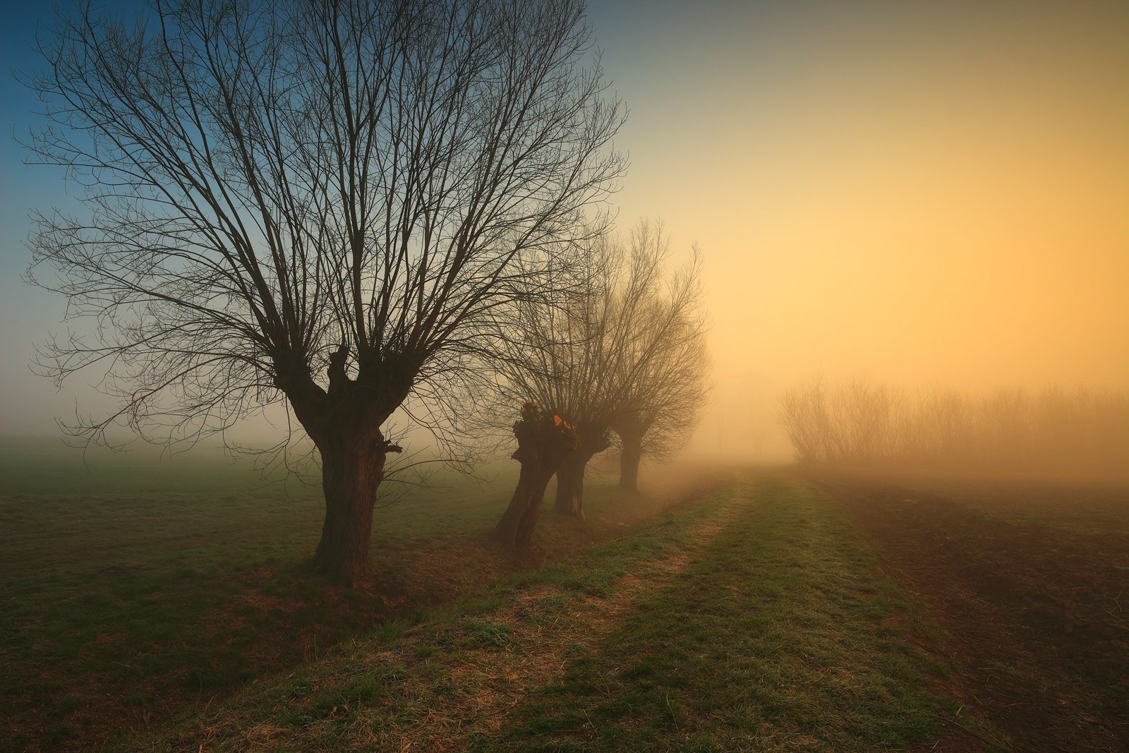 march, morning, sunrise, tree, willow, mist, fog, mood, spring,, Jacek Lisiewicz
