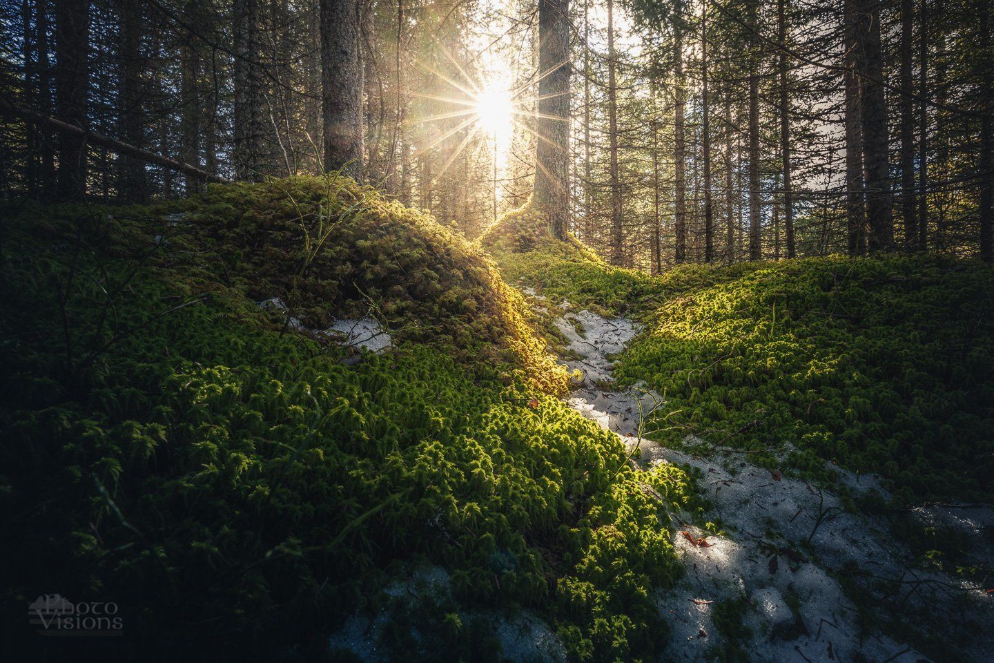 sun,forest,woodland,woodlands,woods,boreal,norway,norwegian,tree,trees,, Adrian Szatewicz