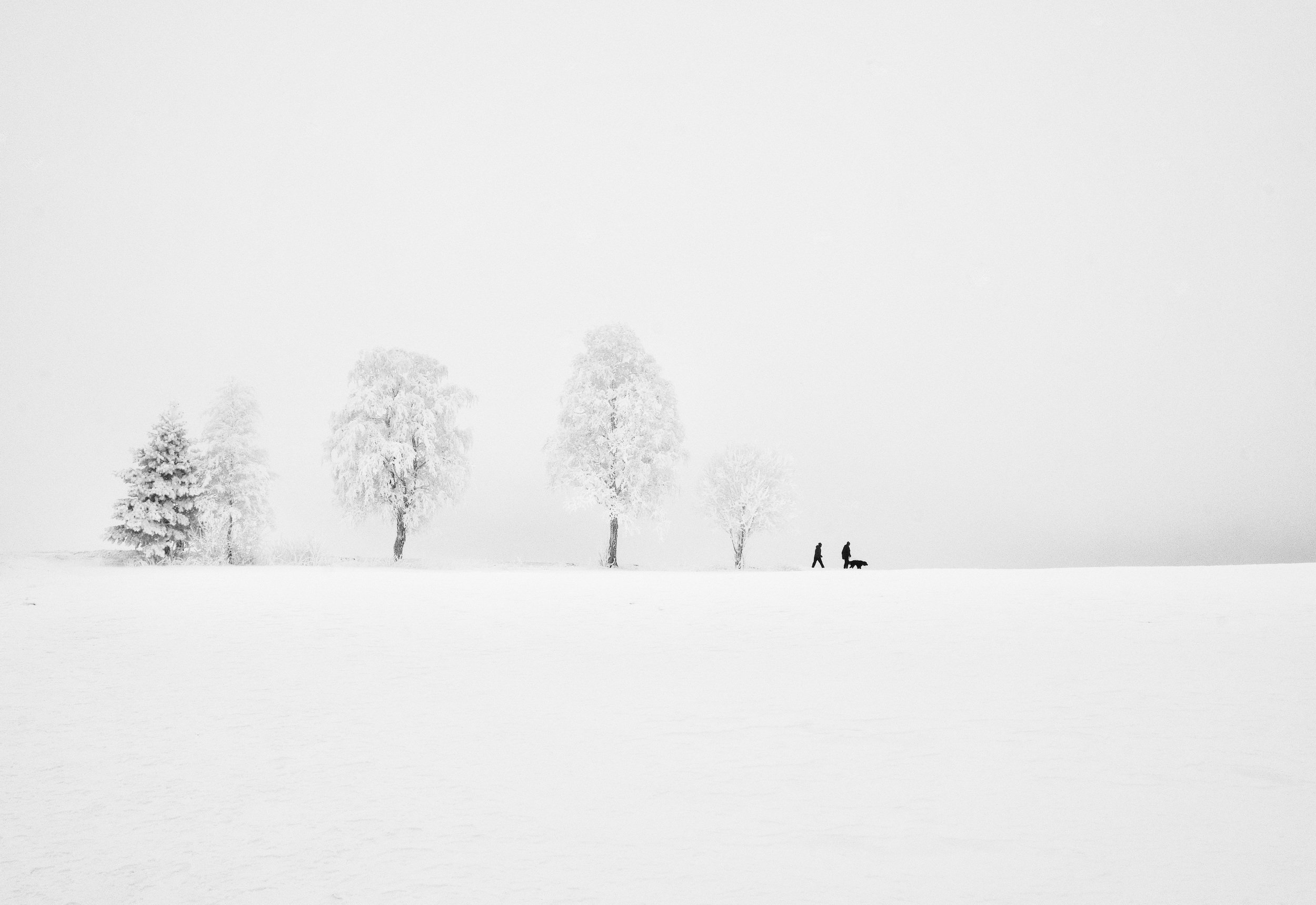 Black & White, winter, people, animals, dog, walk, trees, frost, cold, Norway, white, snow, , Svetlana Povarova Ree