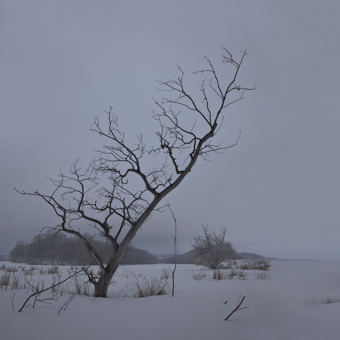 дерево зима, Виктор Кириллов