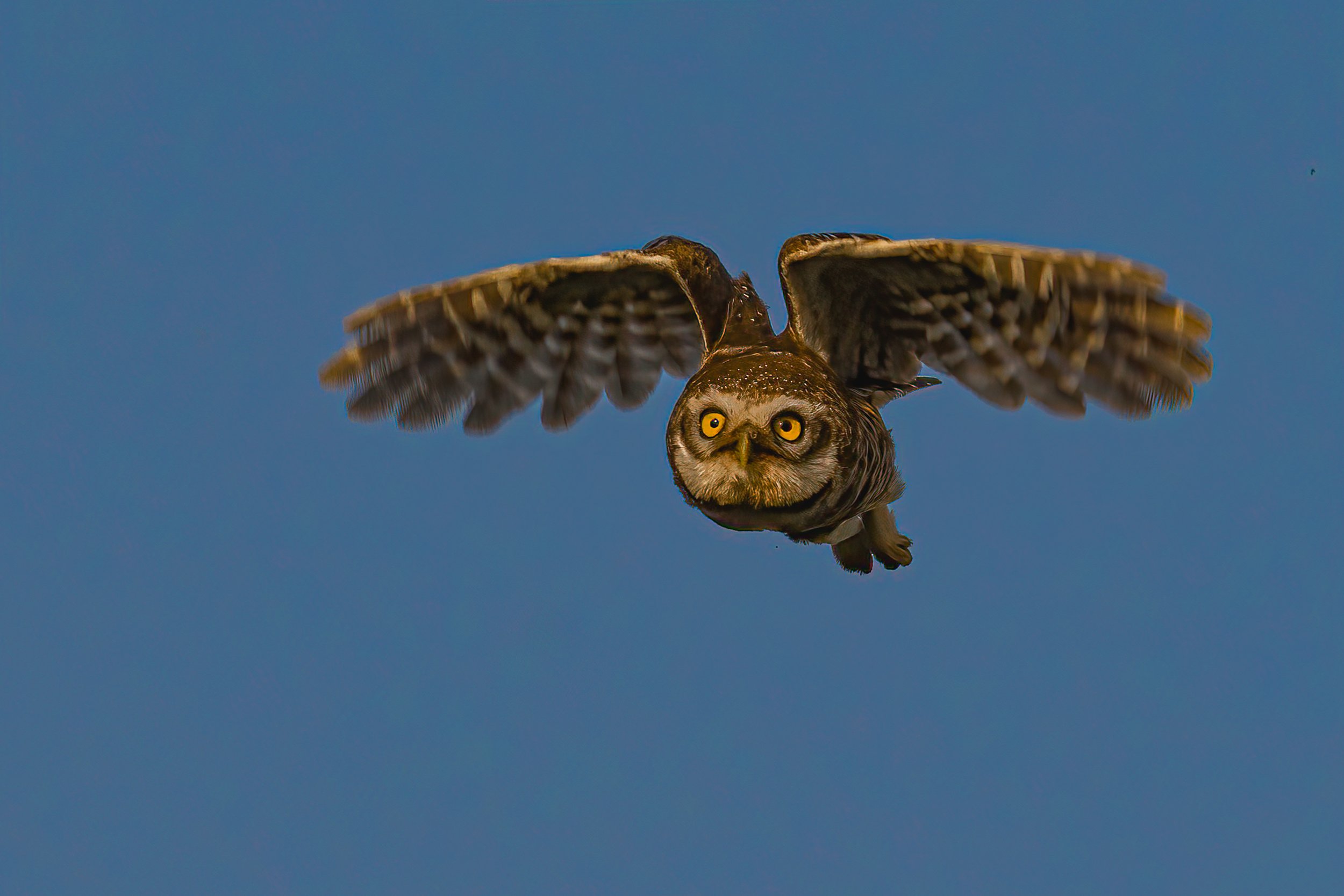 spotted, owl, Vipul Saxena