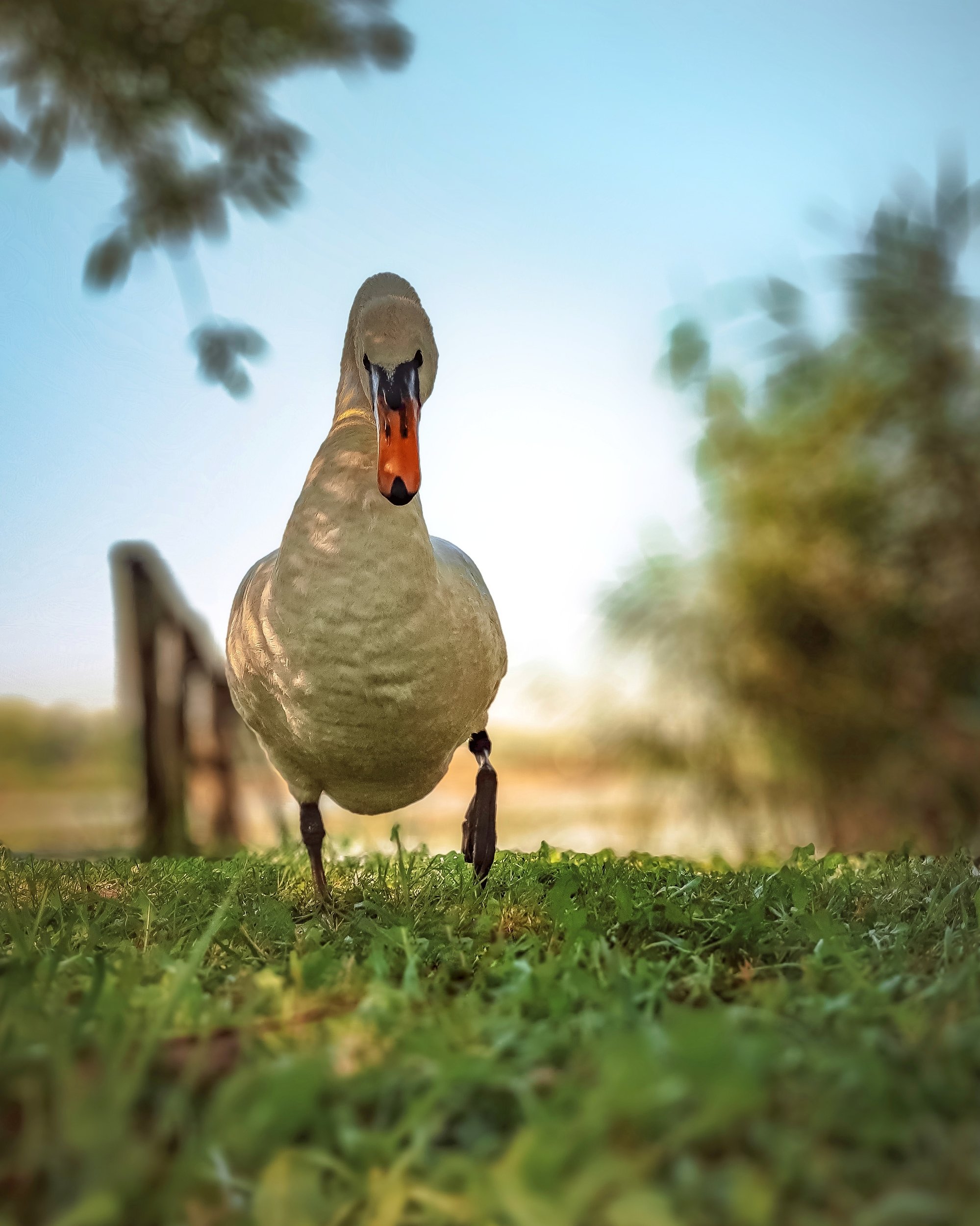 лебедь, птица, swan, angrybirds, fighter, bird, summer, лето, mobilephoto, mobilephotography, motorola, мобильнаяфотография, мобильноефото, Сергей Колос