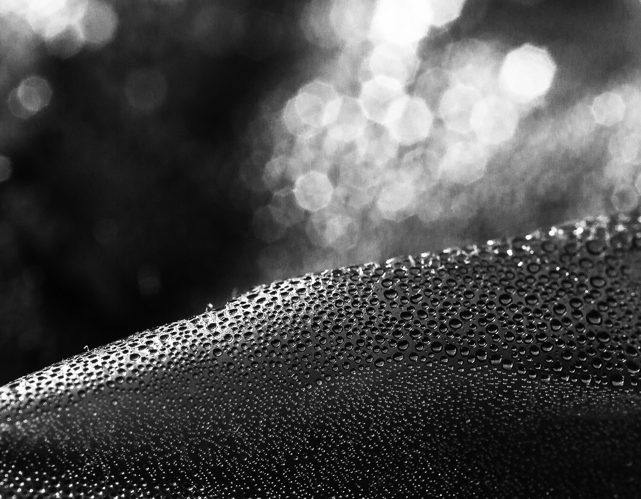 макро,капли, конденсат,влага,вода,черно-белое фото, Александр Кожухов