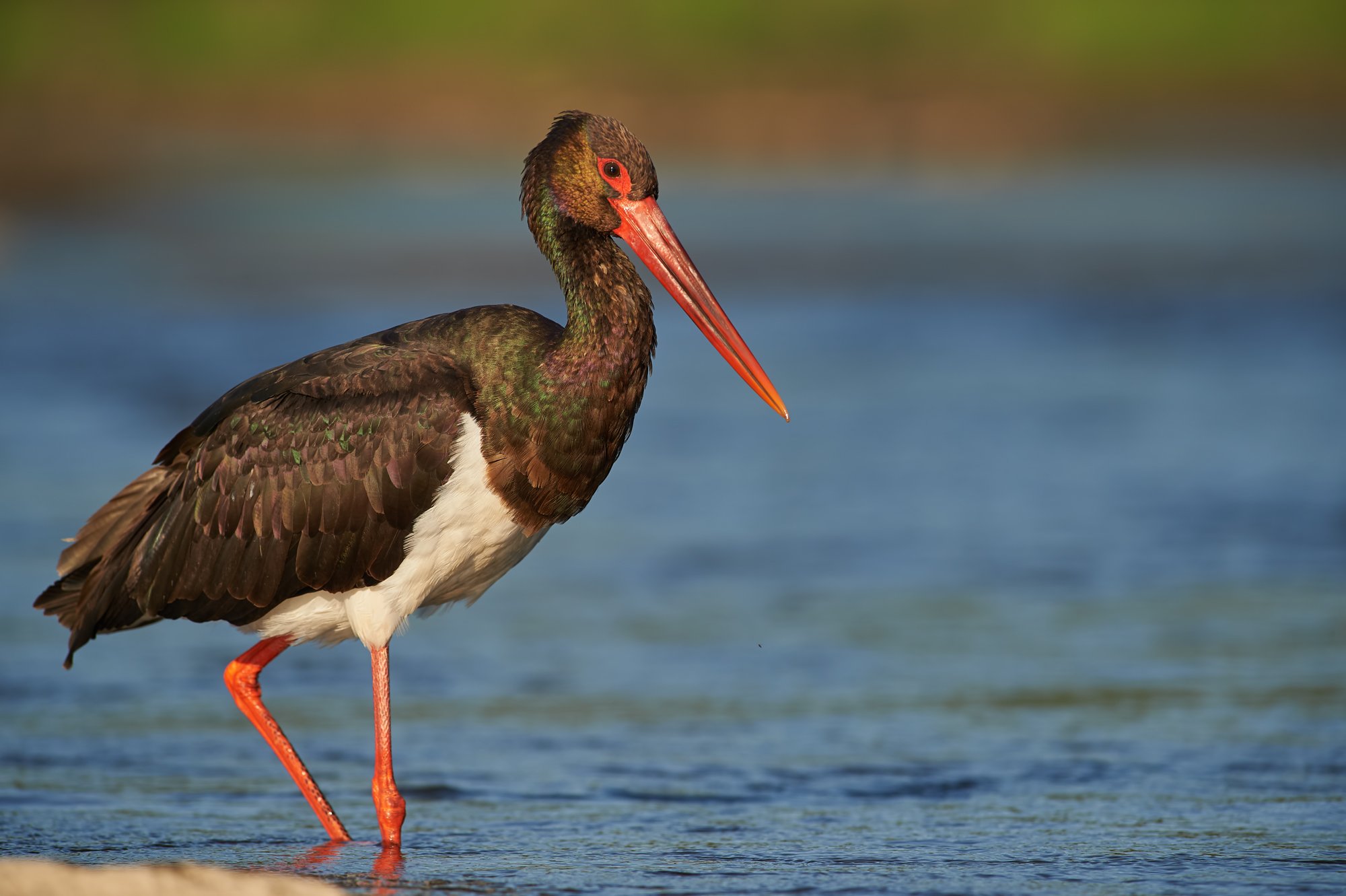 nature, wildlife, birds, Калин Ботев