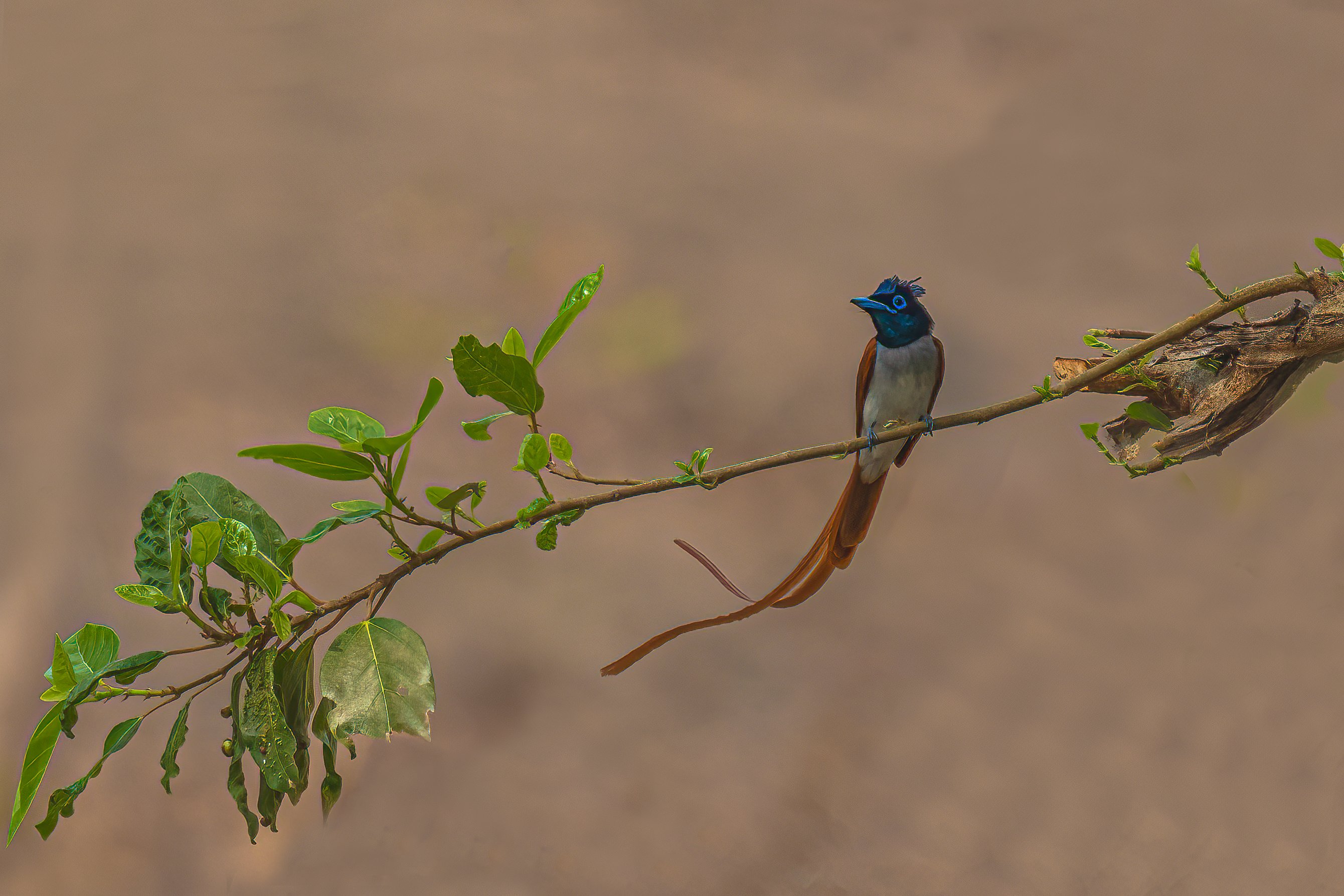 #bird, Vipul Saxena