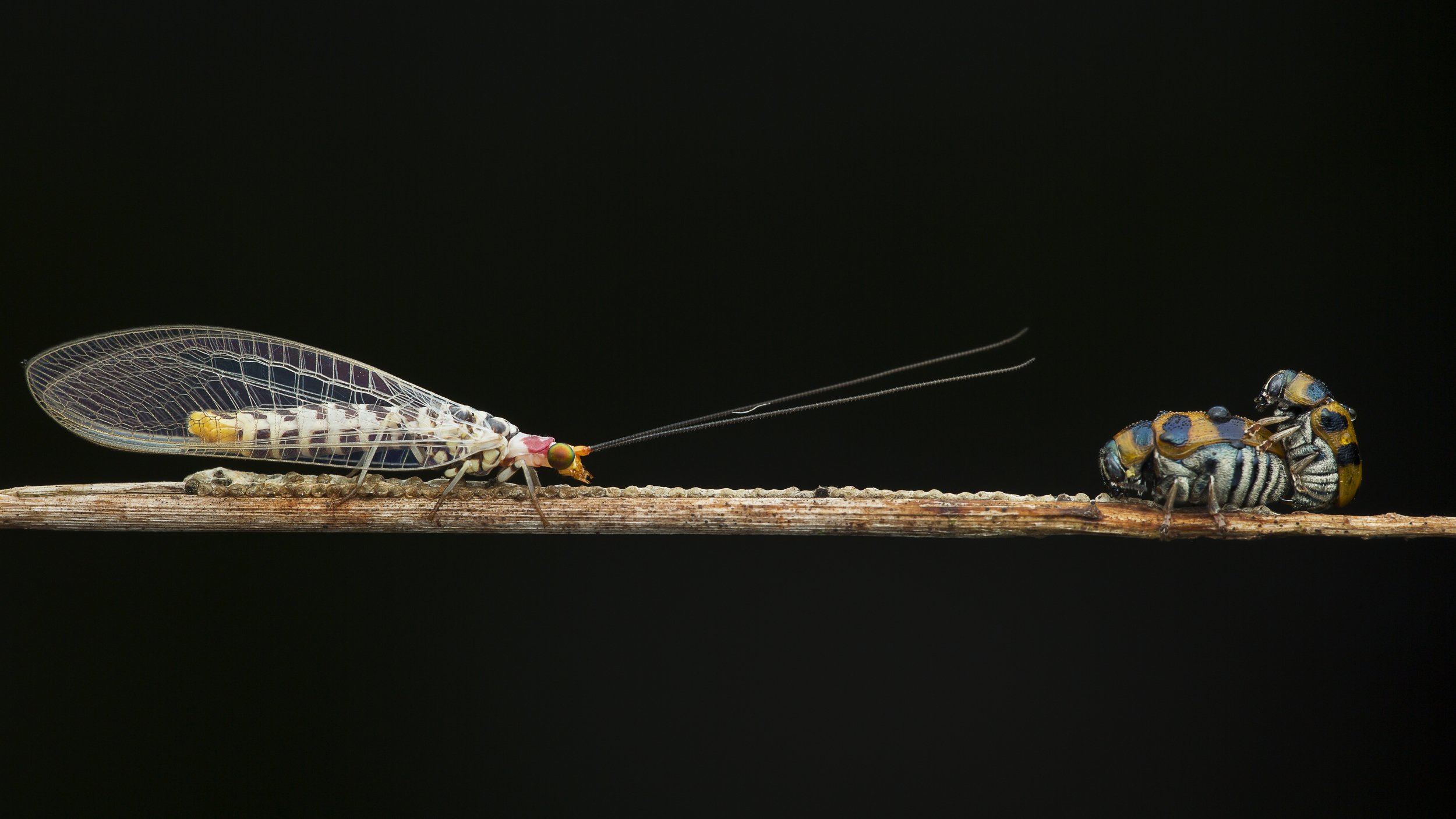 #macro#colors#mating#lacewing#bettle, Choo How Lim