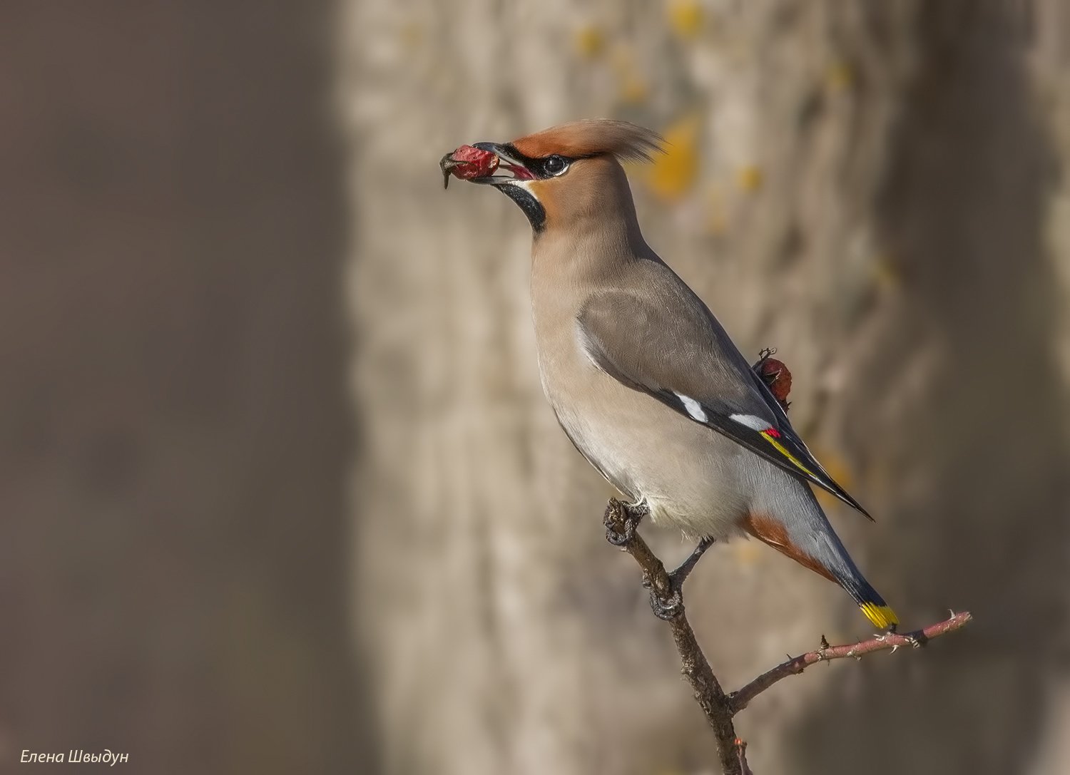 bird of prey, animal, birds, bird,  animal wildlife,  nature,  animals in the wild, bohemian waxwing, свиристель, Елена Швыдун