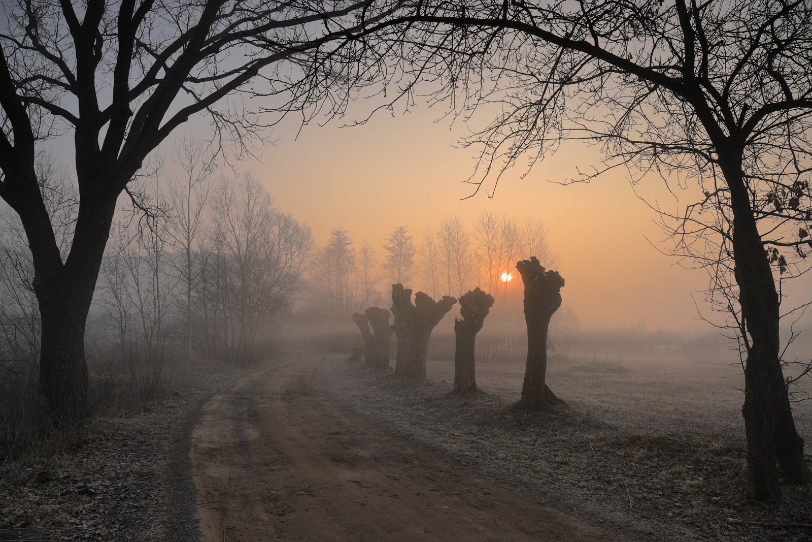 sunrise, morning, sun, mist, fog, road, tree, village, mood, willow, spring,, Jacek Lisiewicz