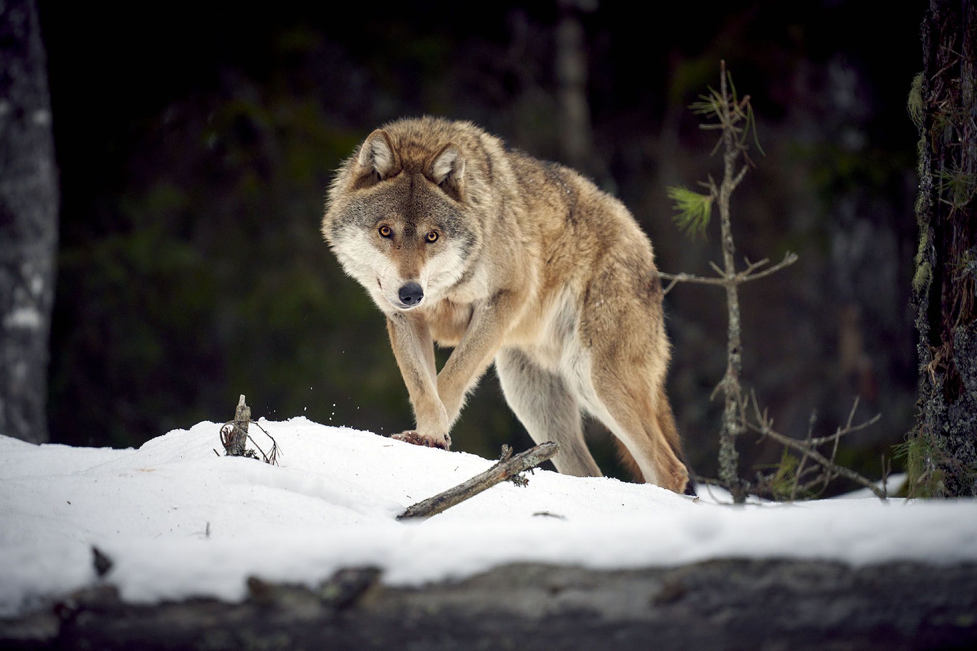 волк альфа самец фото